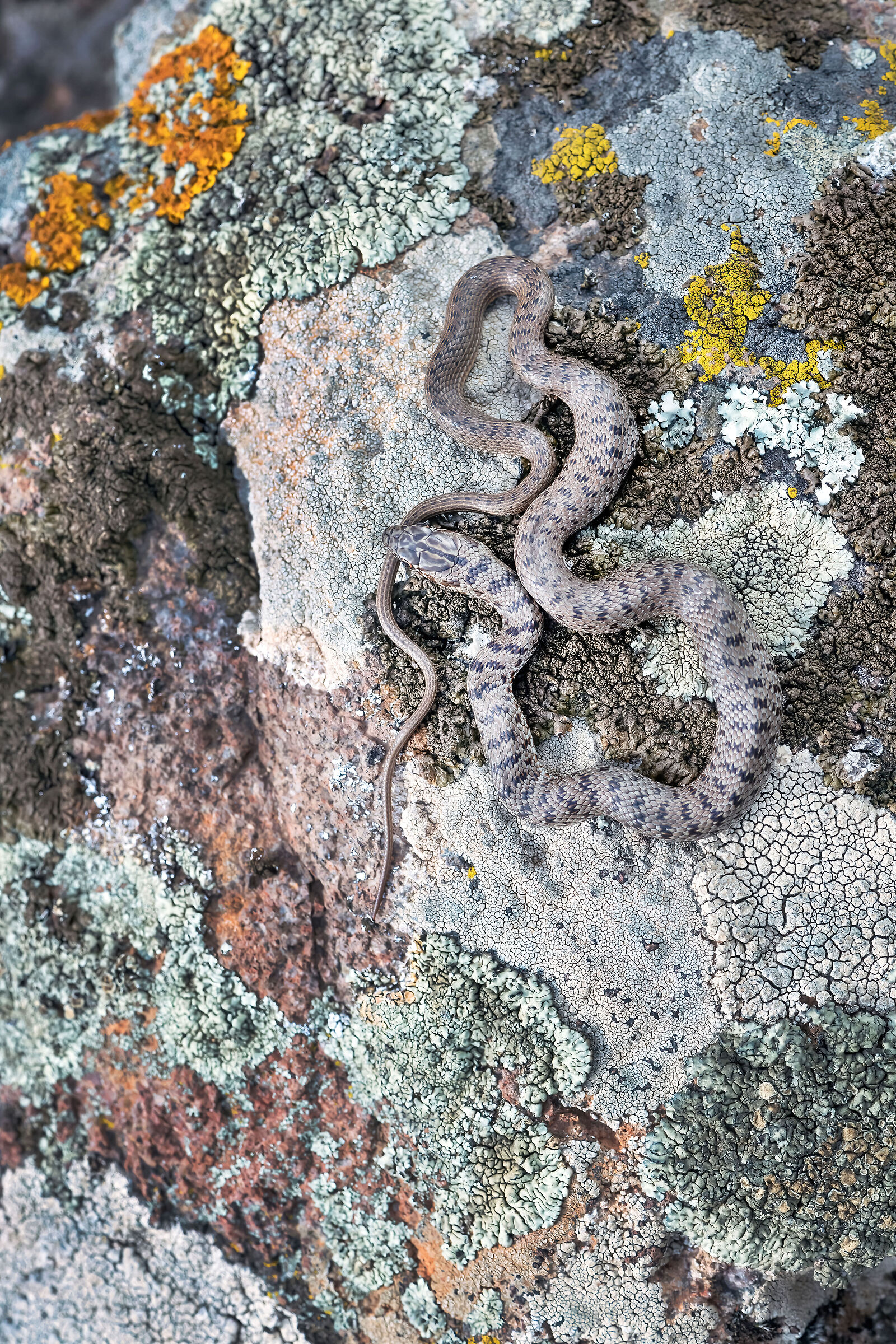 Colubro nano (Eirenis modestus)