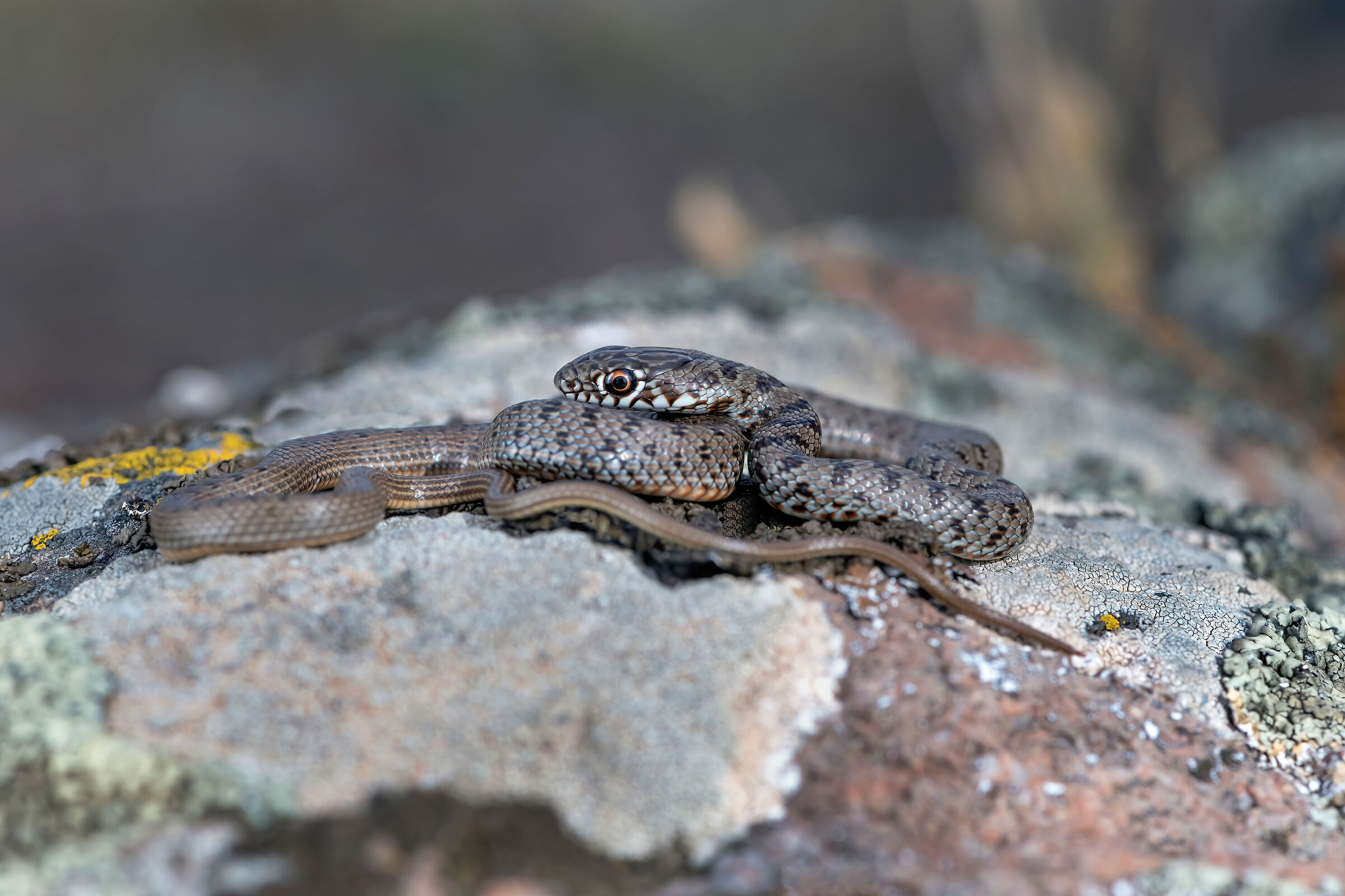Colubro nano (Eirenis modestus)
