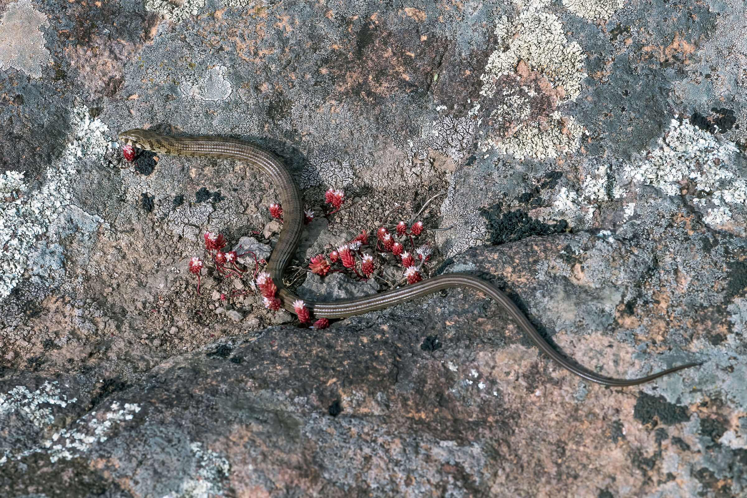 Colubro nano (Eirenis modestus)