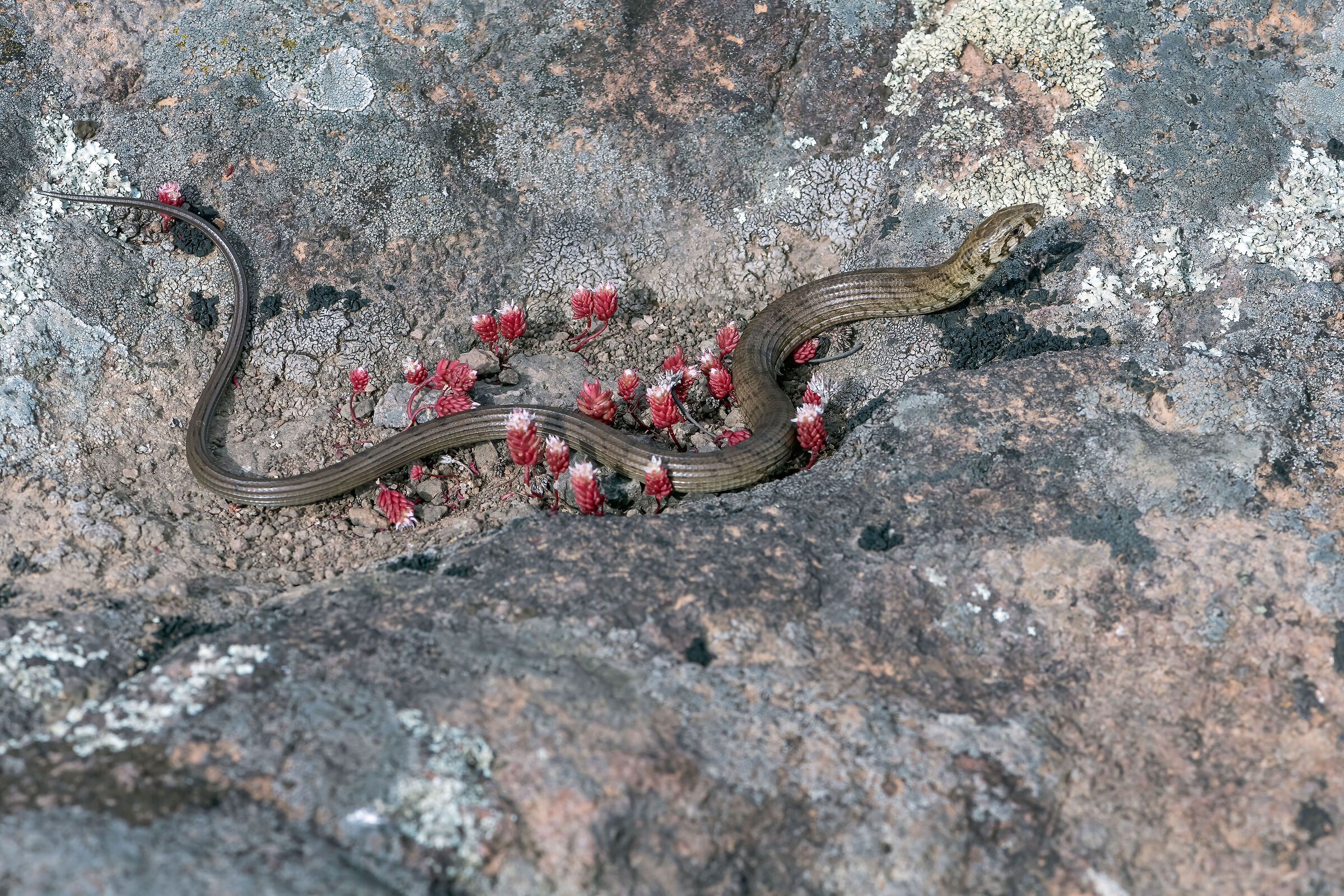 Colubro nano (Eirenis modestus)