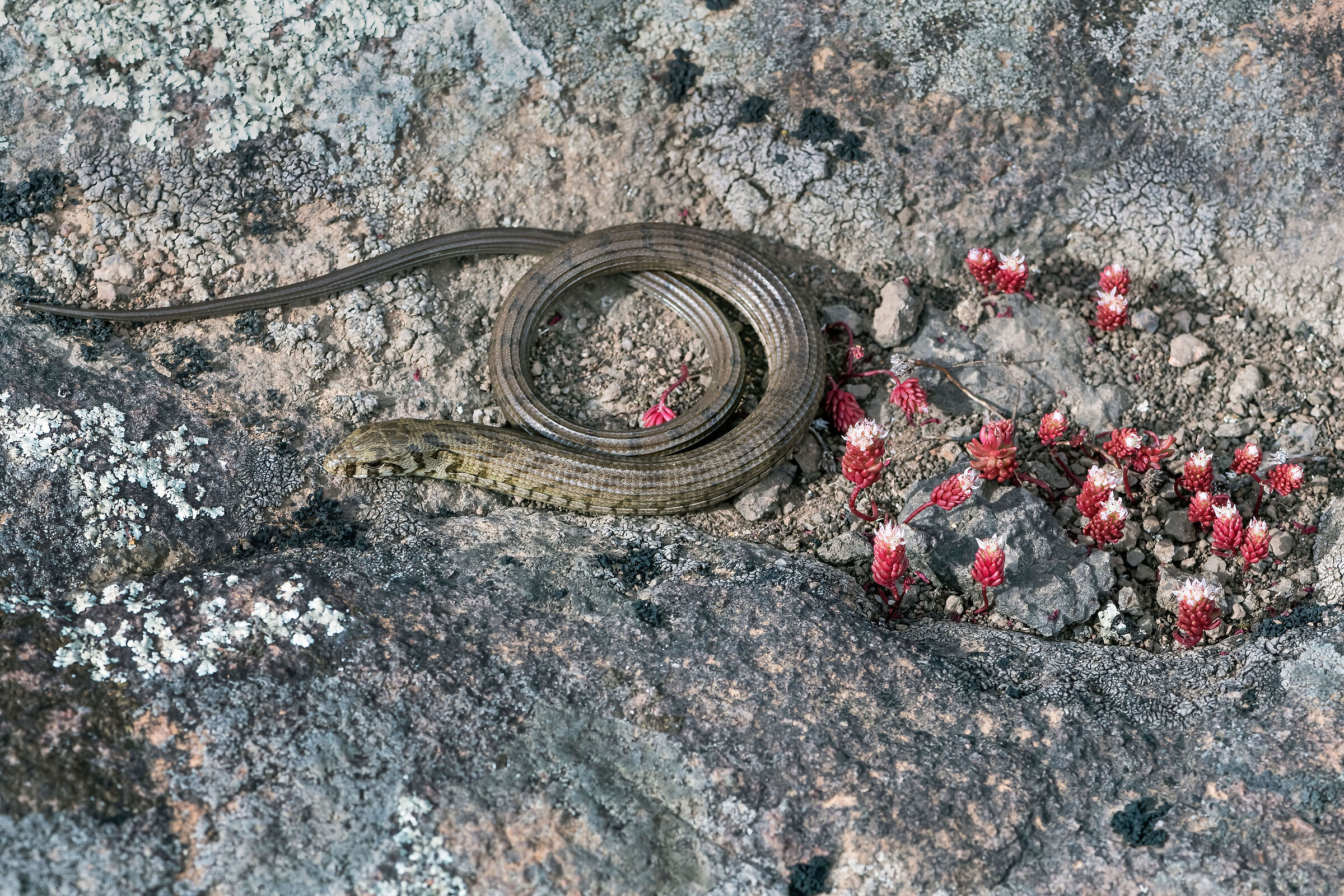 Colubro nano (Eirenis modestus)