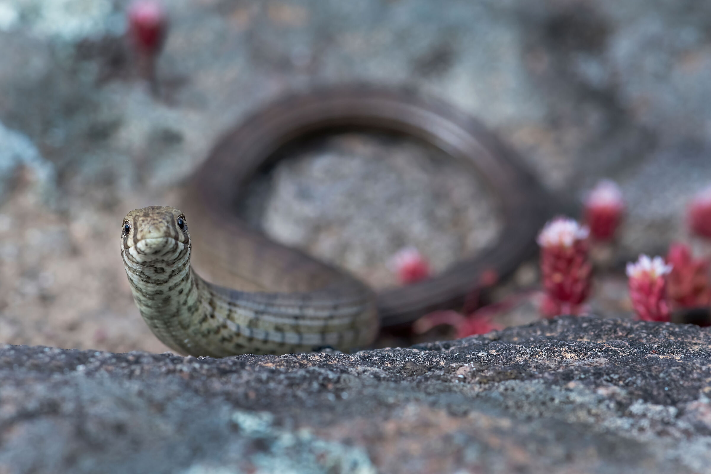 Colubro nano (Eirenis modestus)