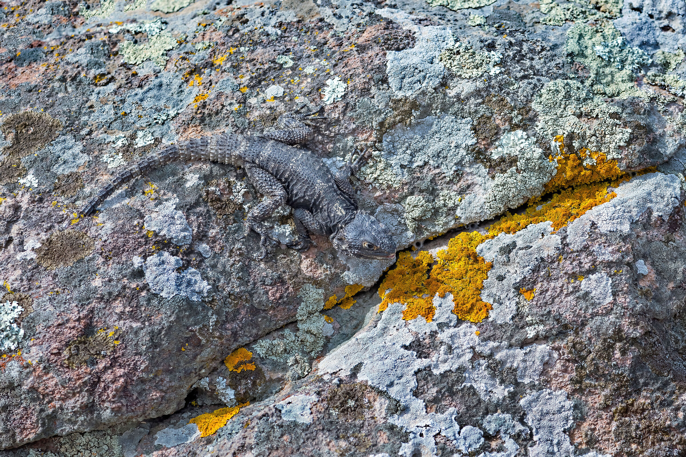 Stellione (Stellagama stellio)