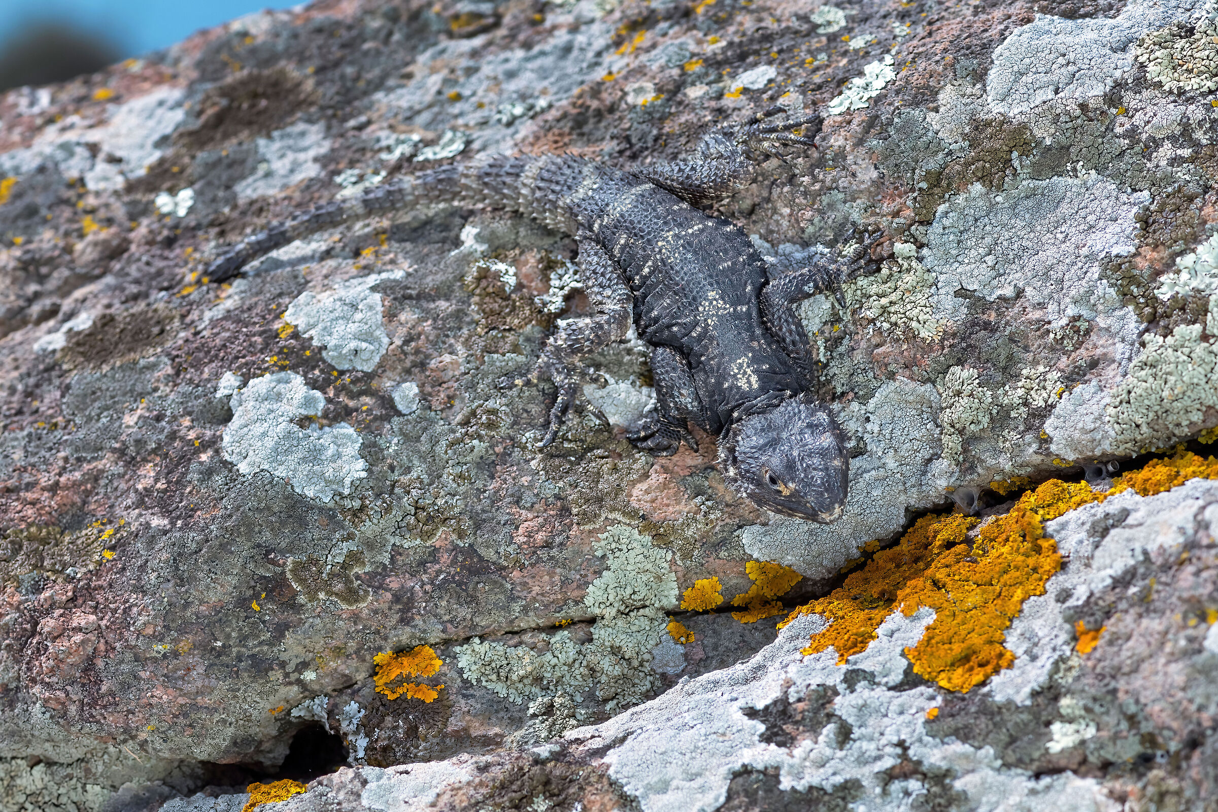 Stellione (Stellagama stellio)