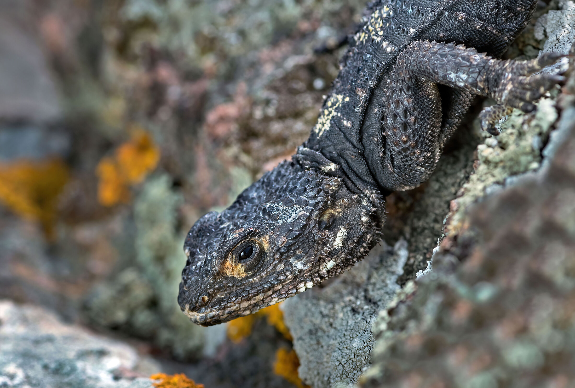 Stellione (Stellagama stellio)