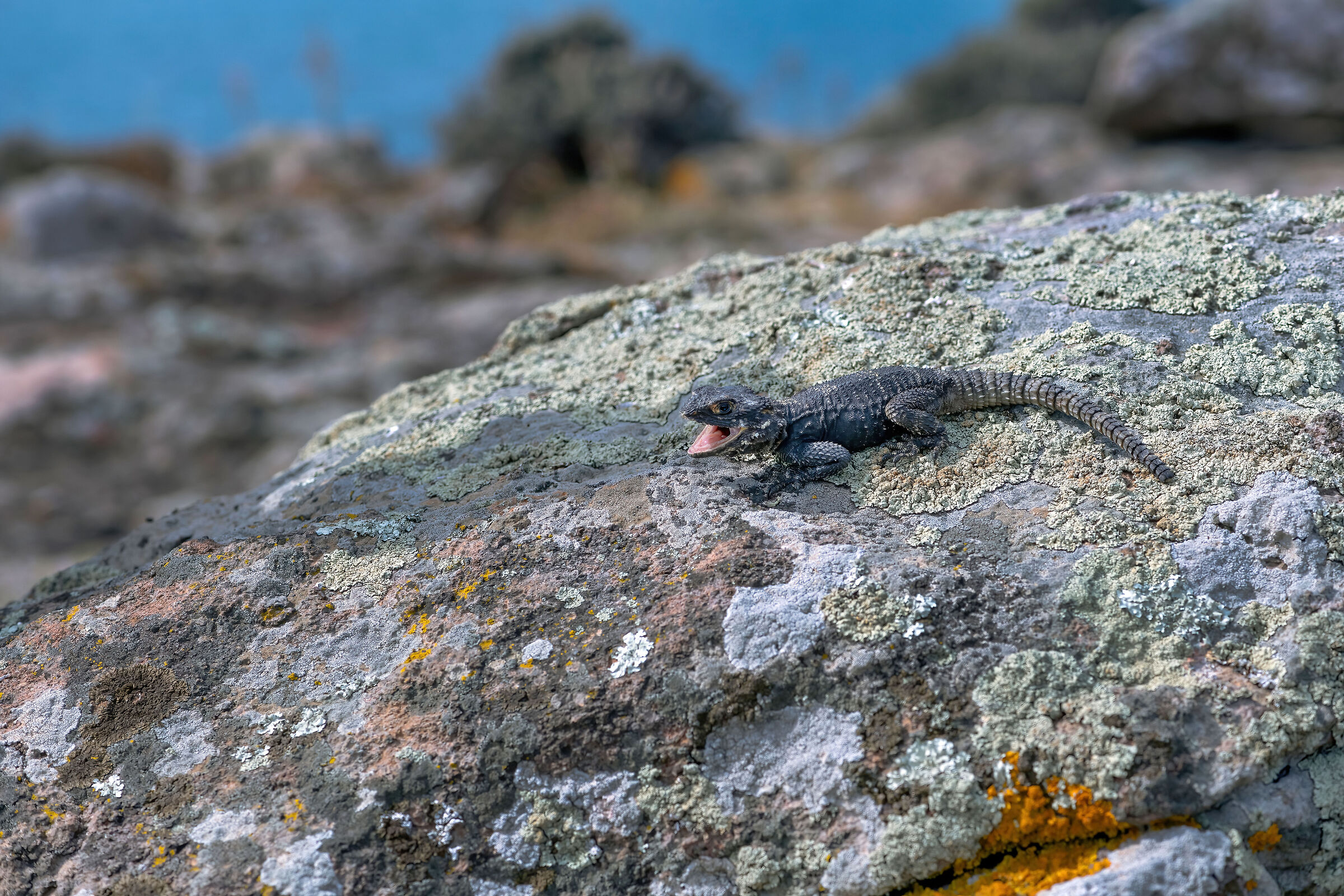 Stellione (Stellagama stellio)