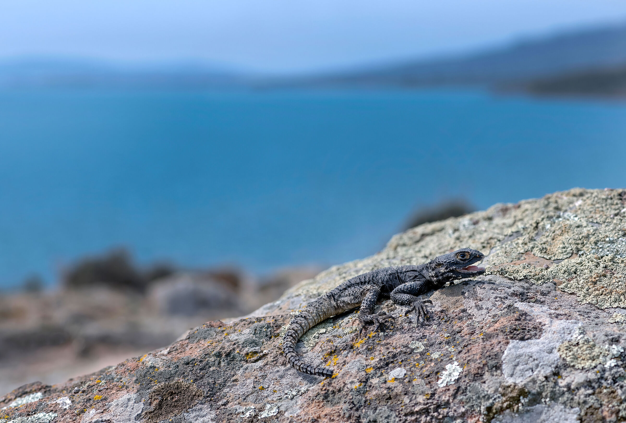 Stellione (Stellagama stellio)