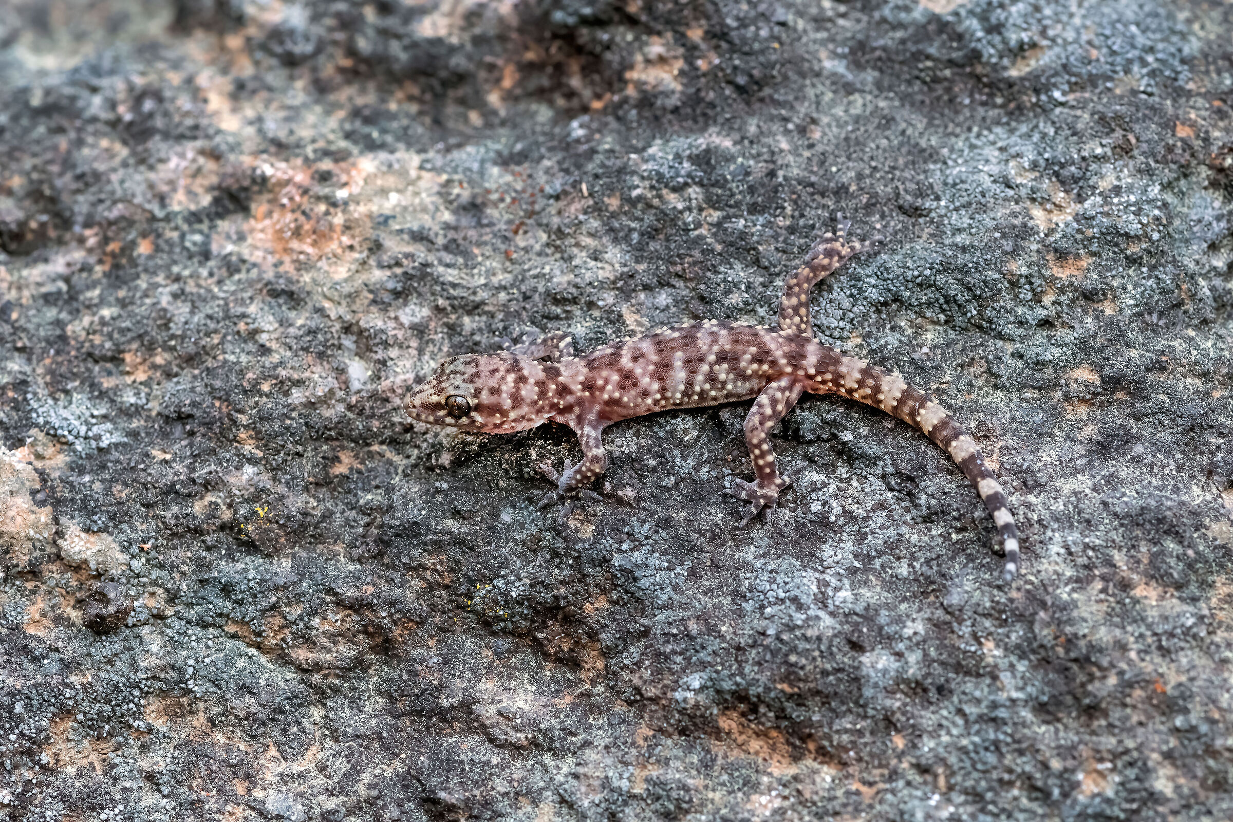 Geco verrucoso (Hemidactylus turcicus)