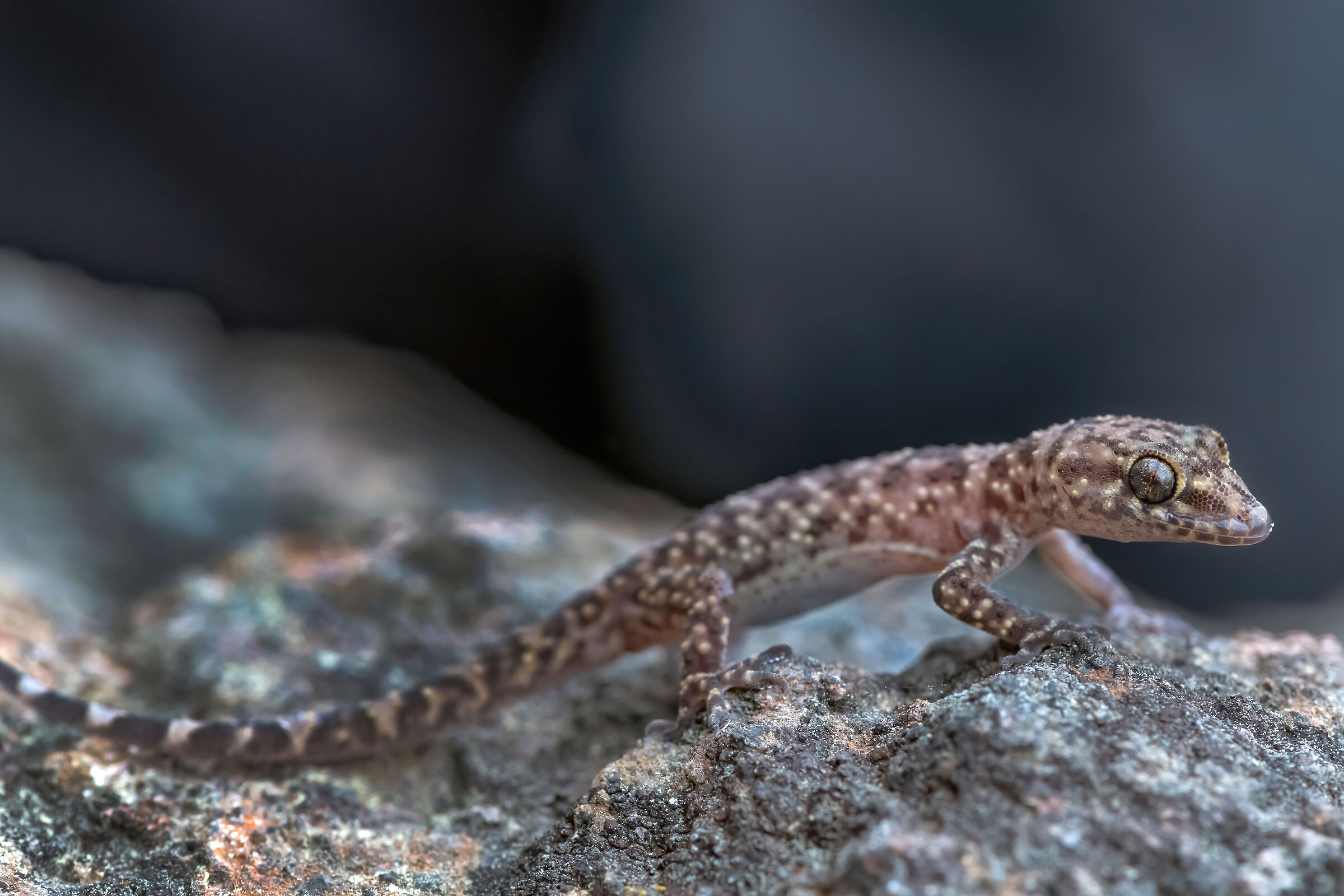 Geco verrucoso (Hemidactylus turcicus)