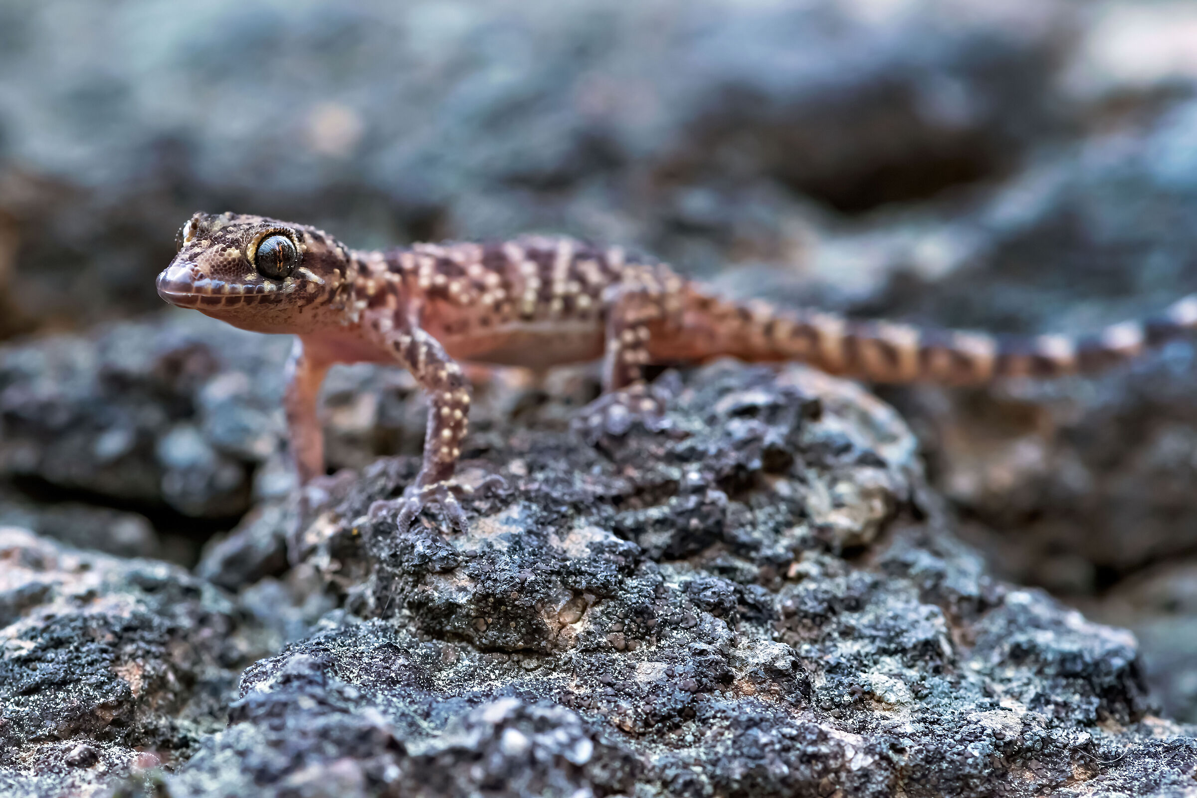 Geco verrucoso (Hemidactylus turcicus)