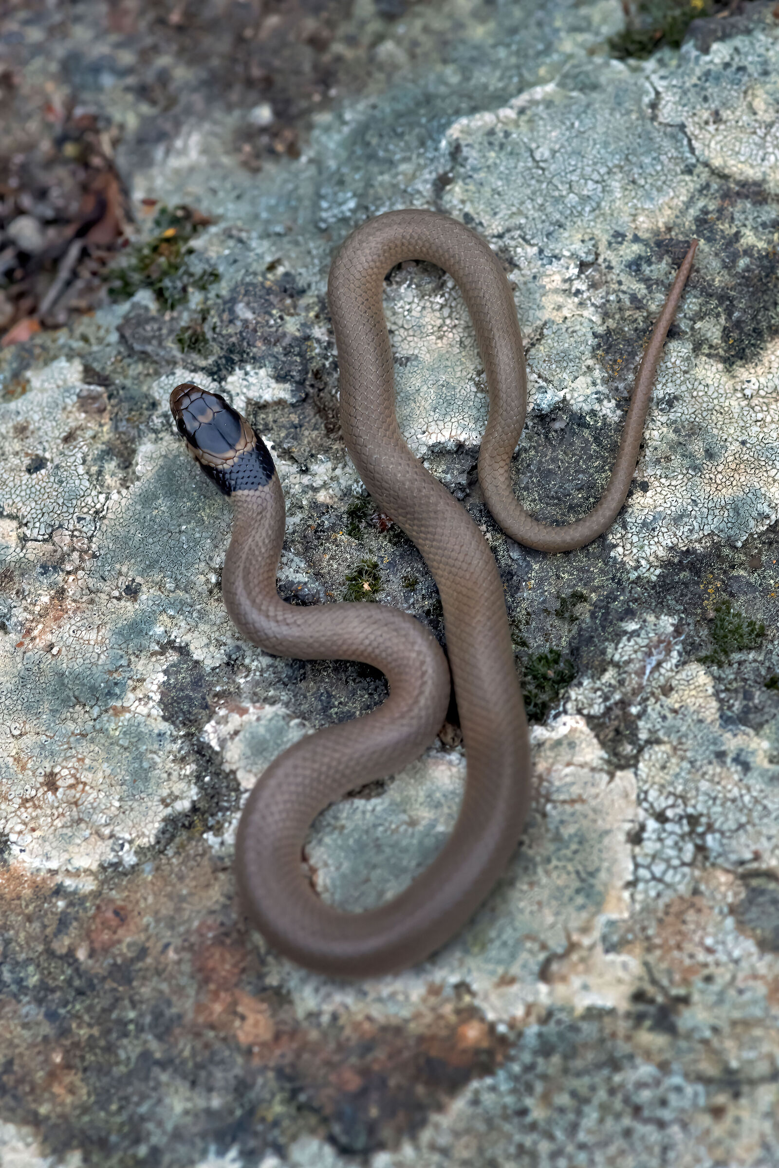 Colubro nano (Eirenis modestus)
