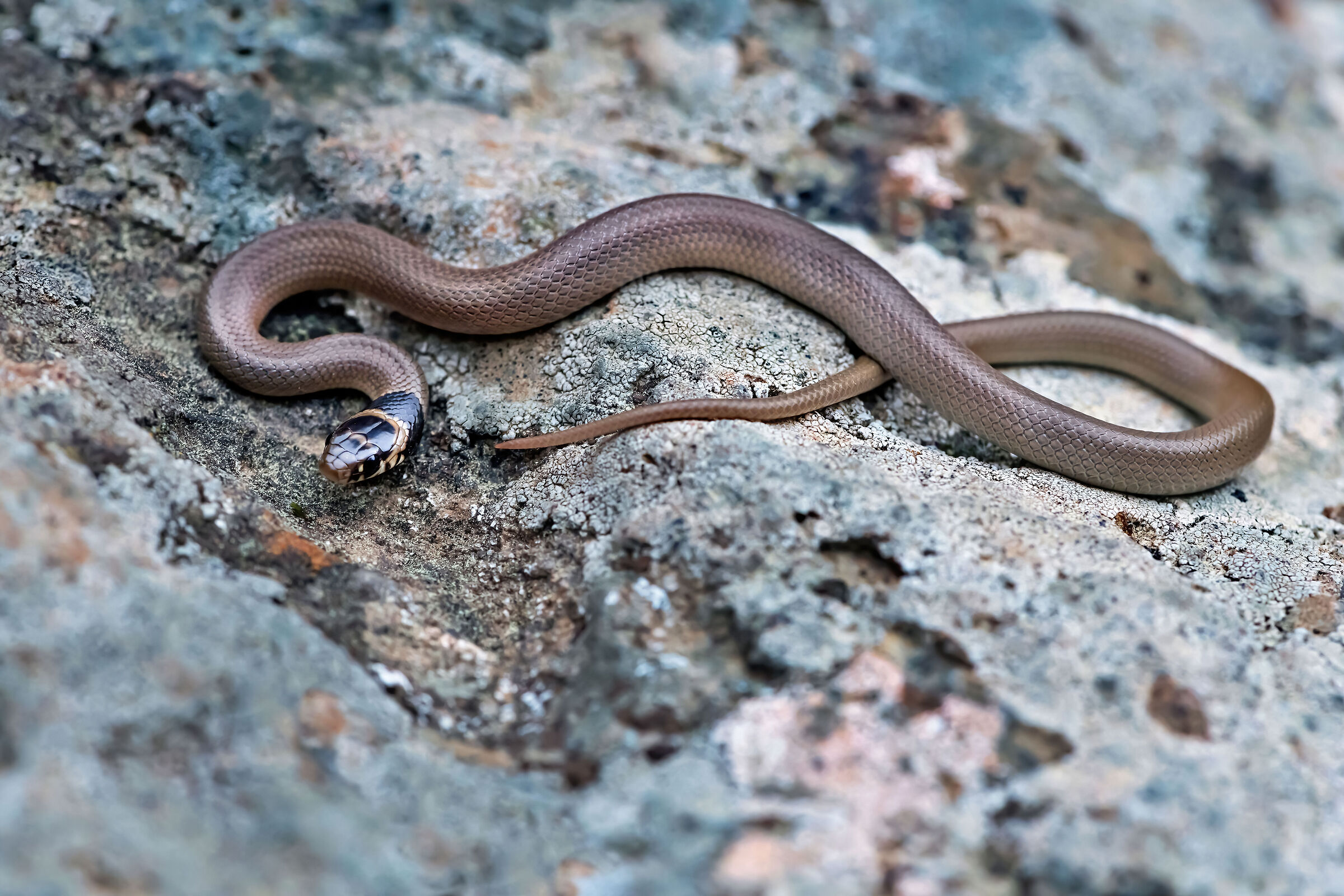 Colubro nano (Eirenis modestus)