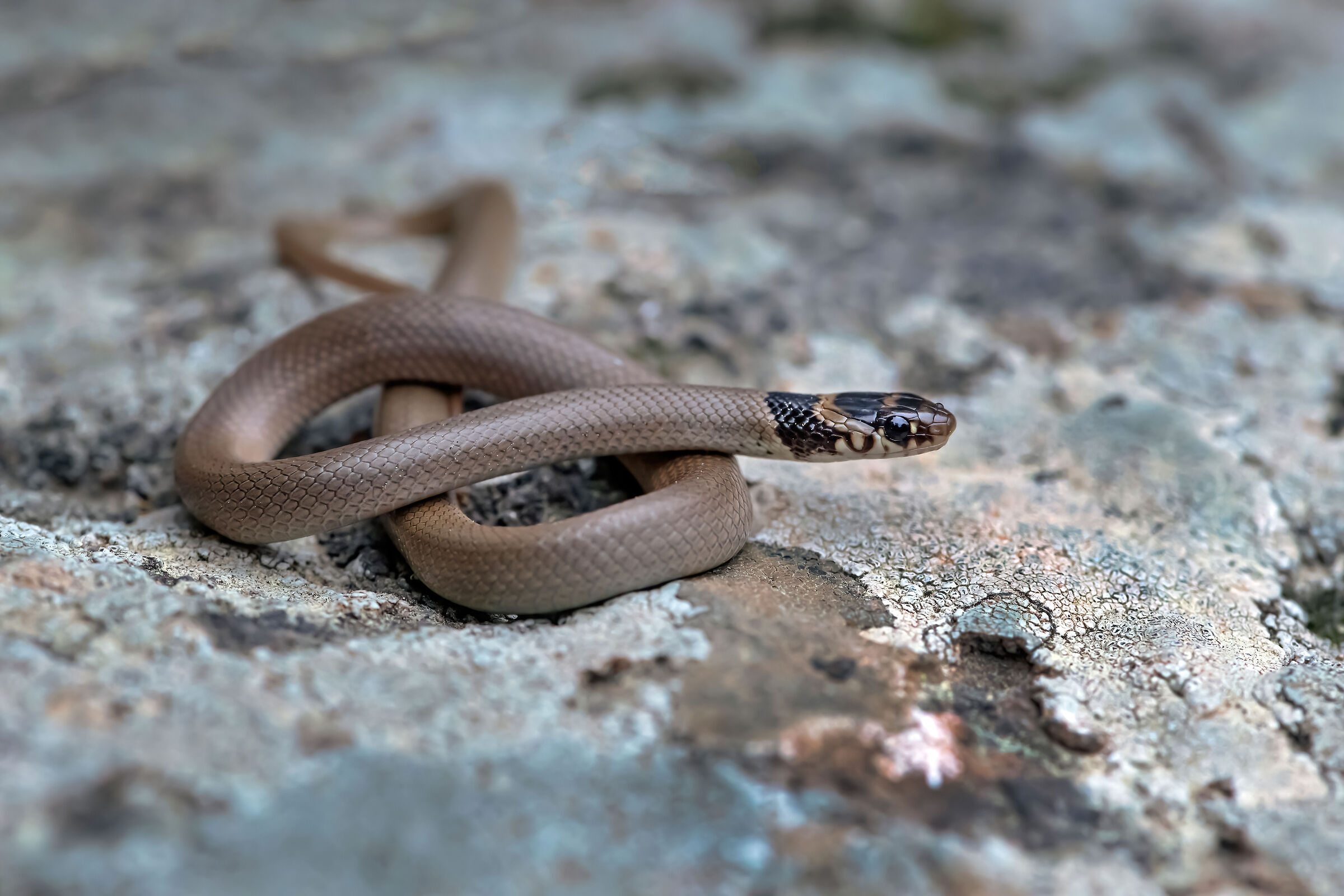 Colubro nano (Eirenis modestus)