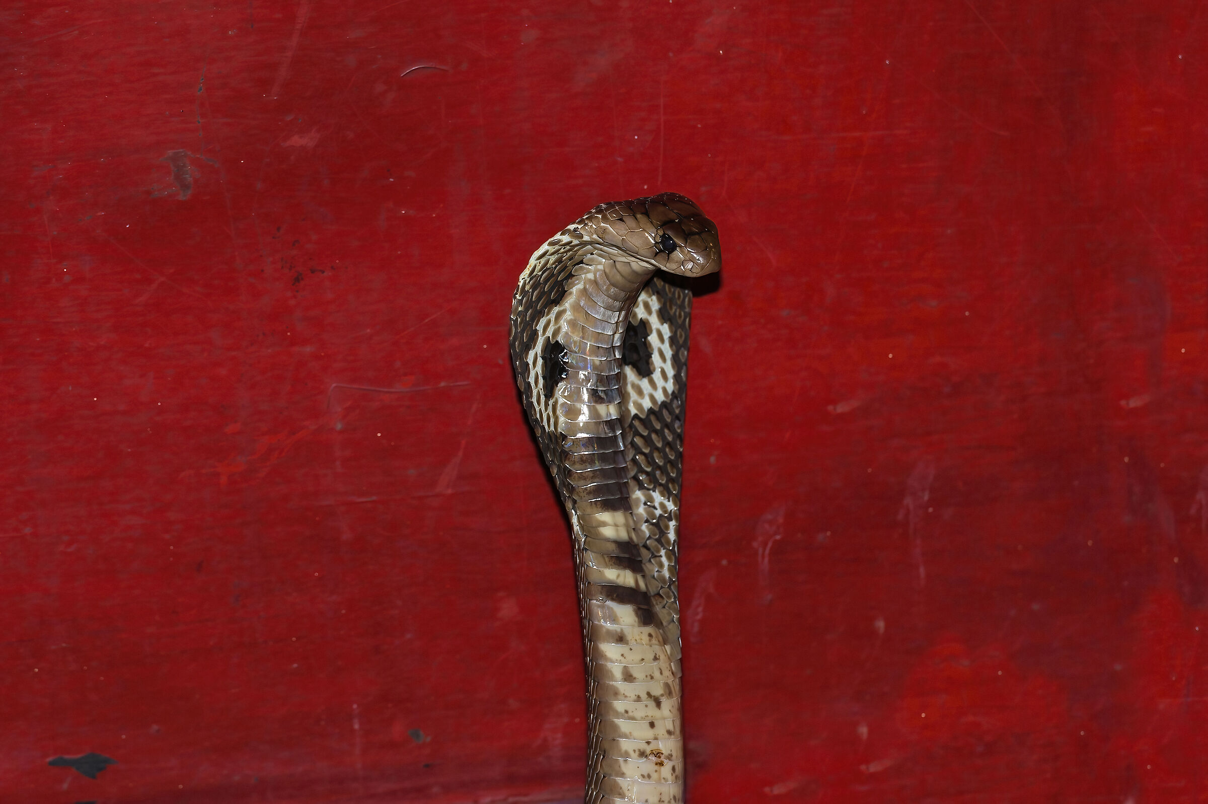 Cobra