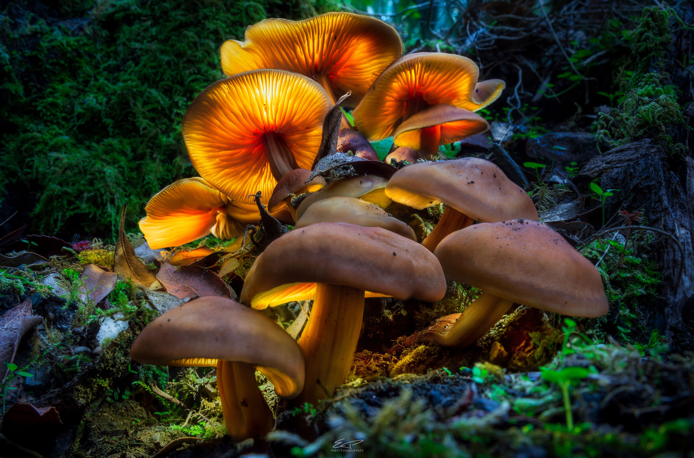 In The Land of The Elves.