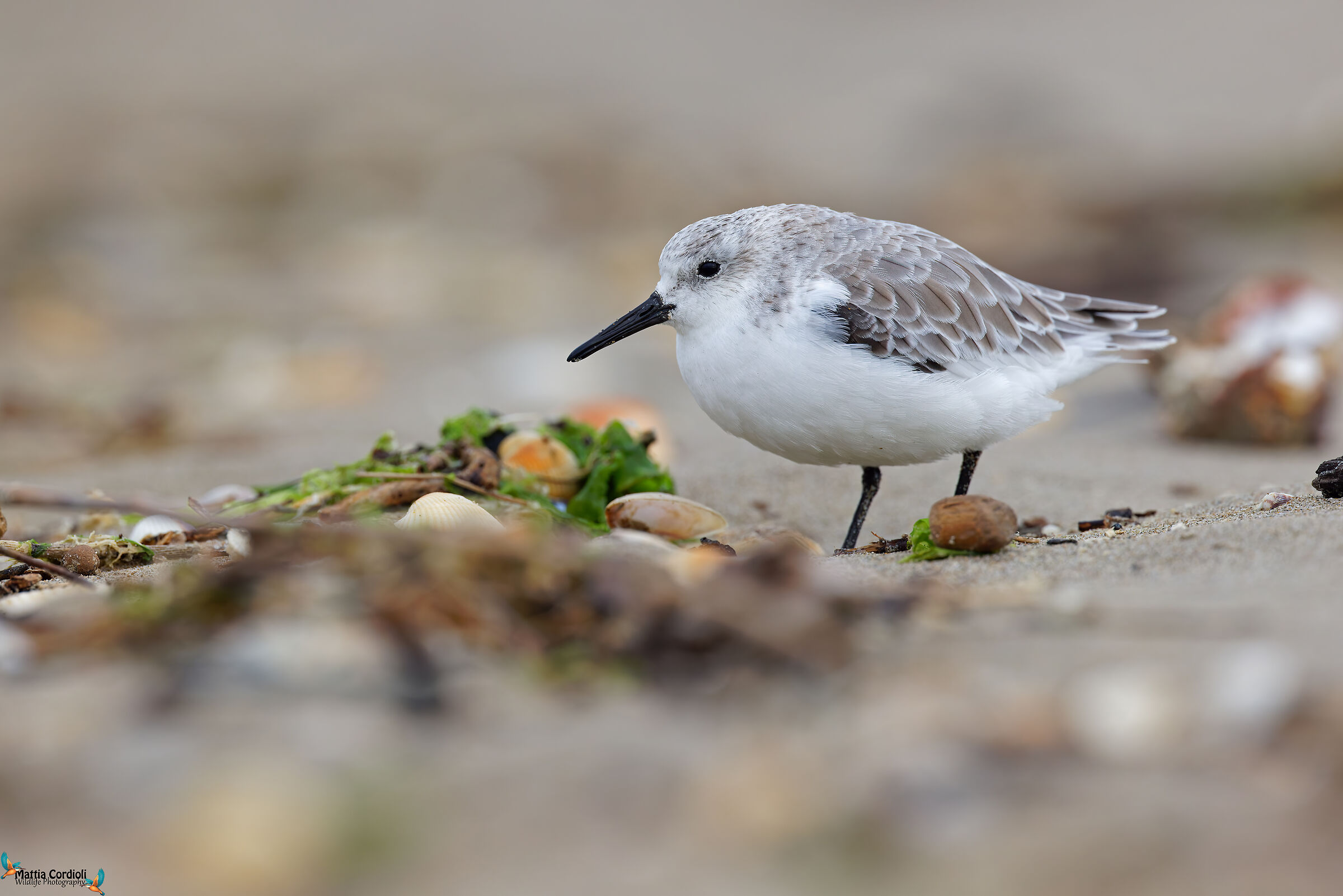 three-toed sandpiper
