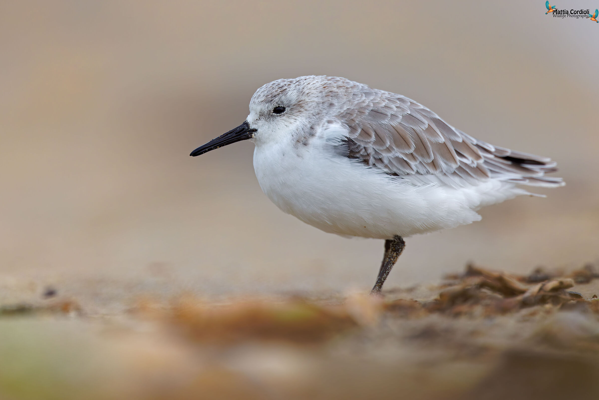 three-toed sandpiper