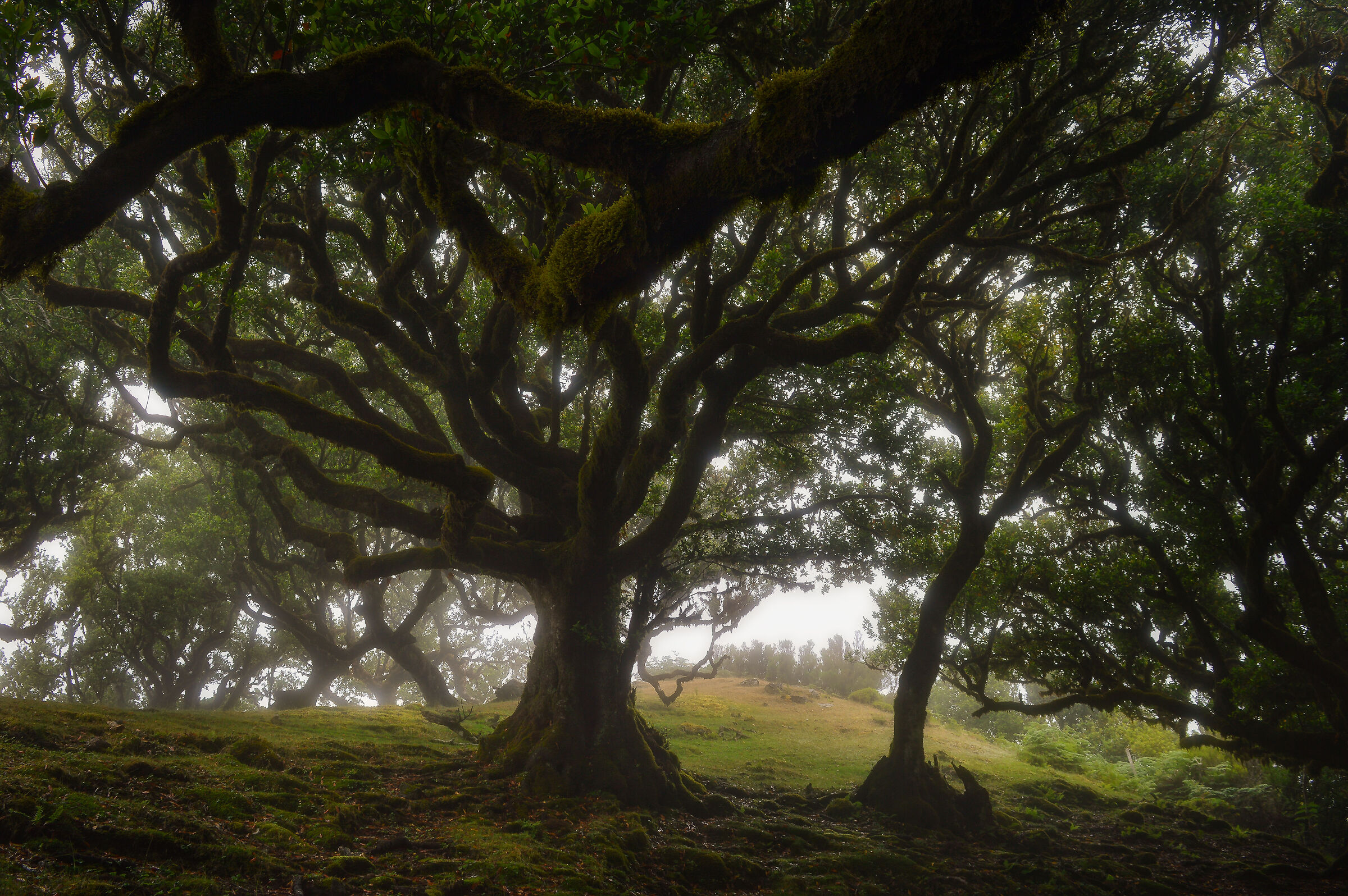 Foggy Forest in Madeira