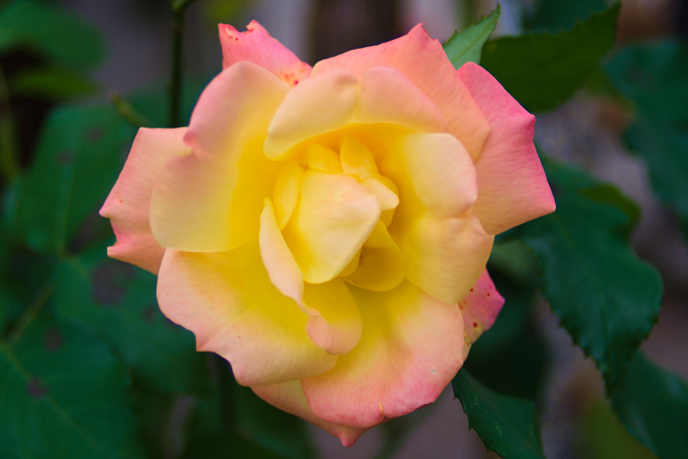 Rose Meilland