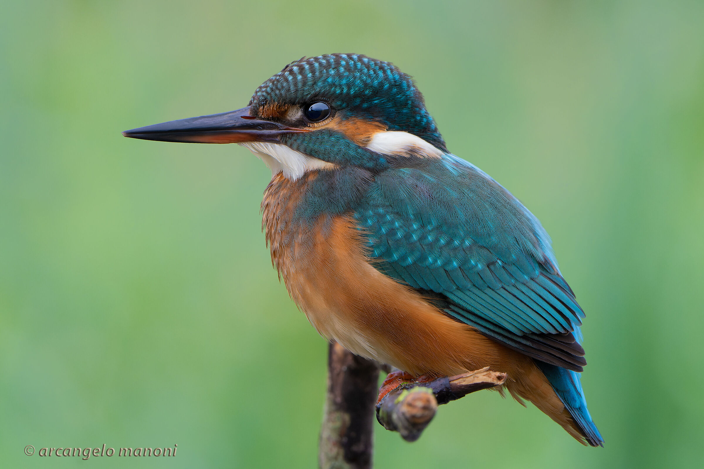 The martin with the light I like