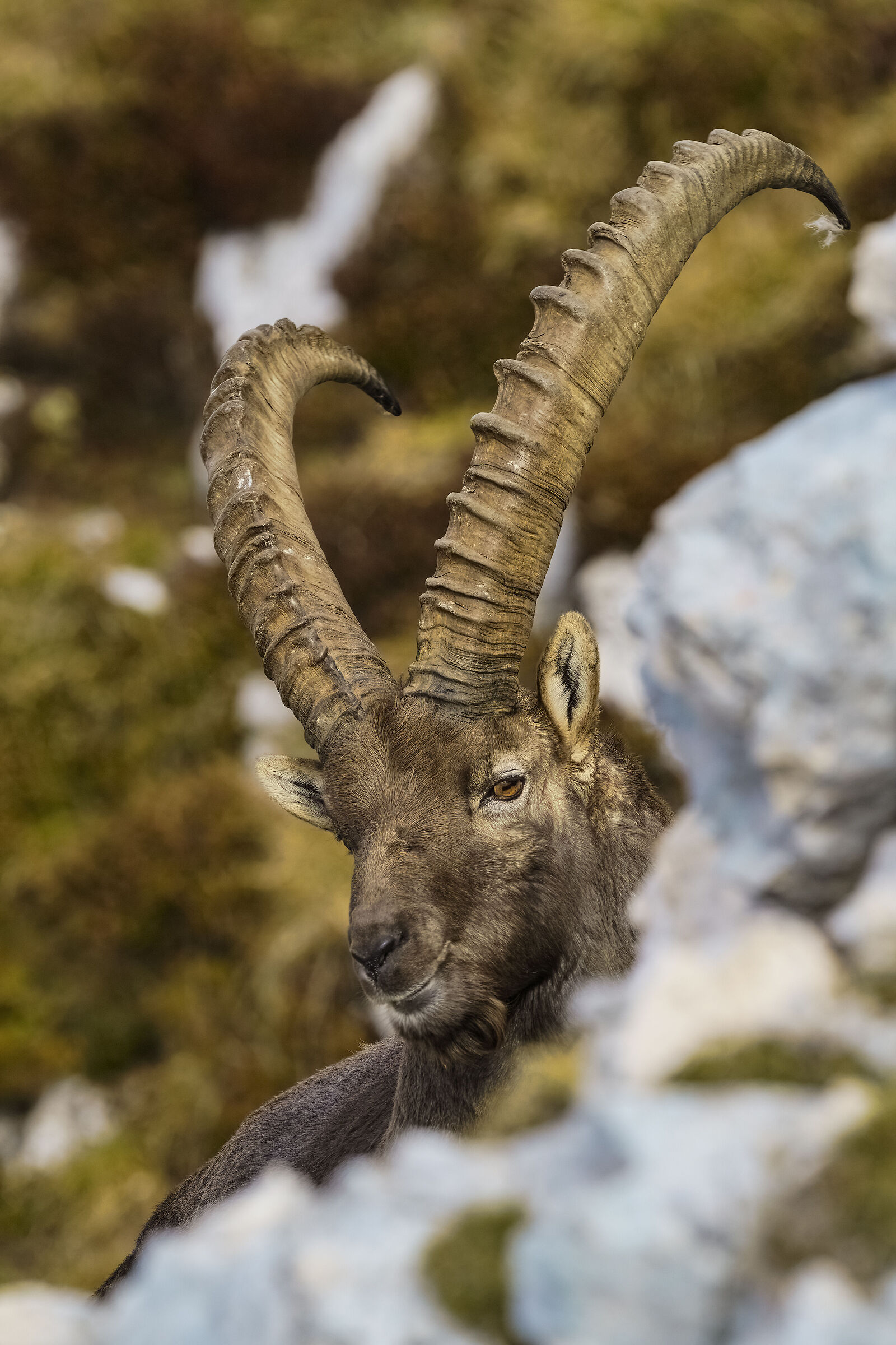 Ibex
