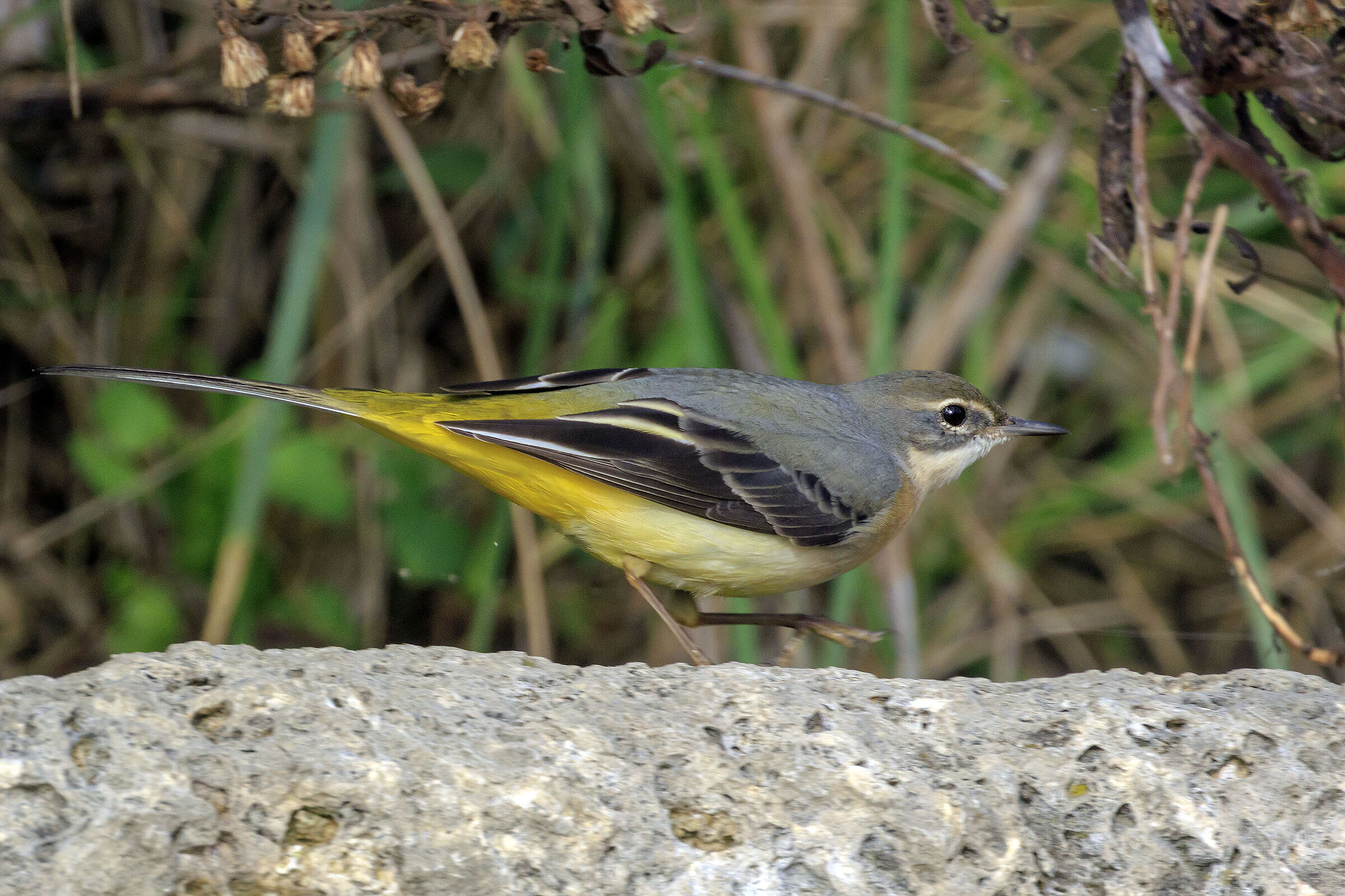 Grey wagtail