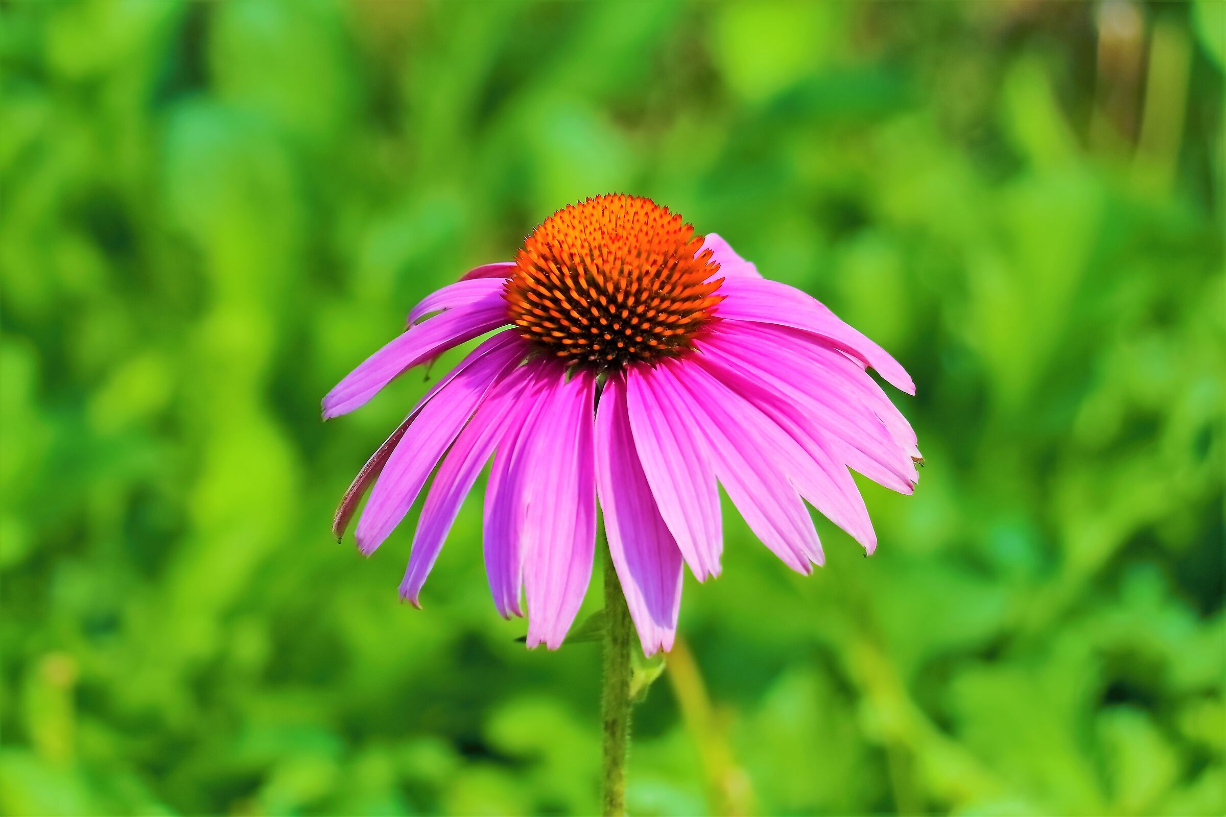 Bruxelles 16-08-2022