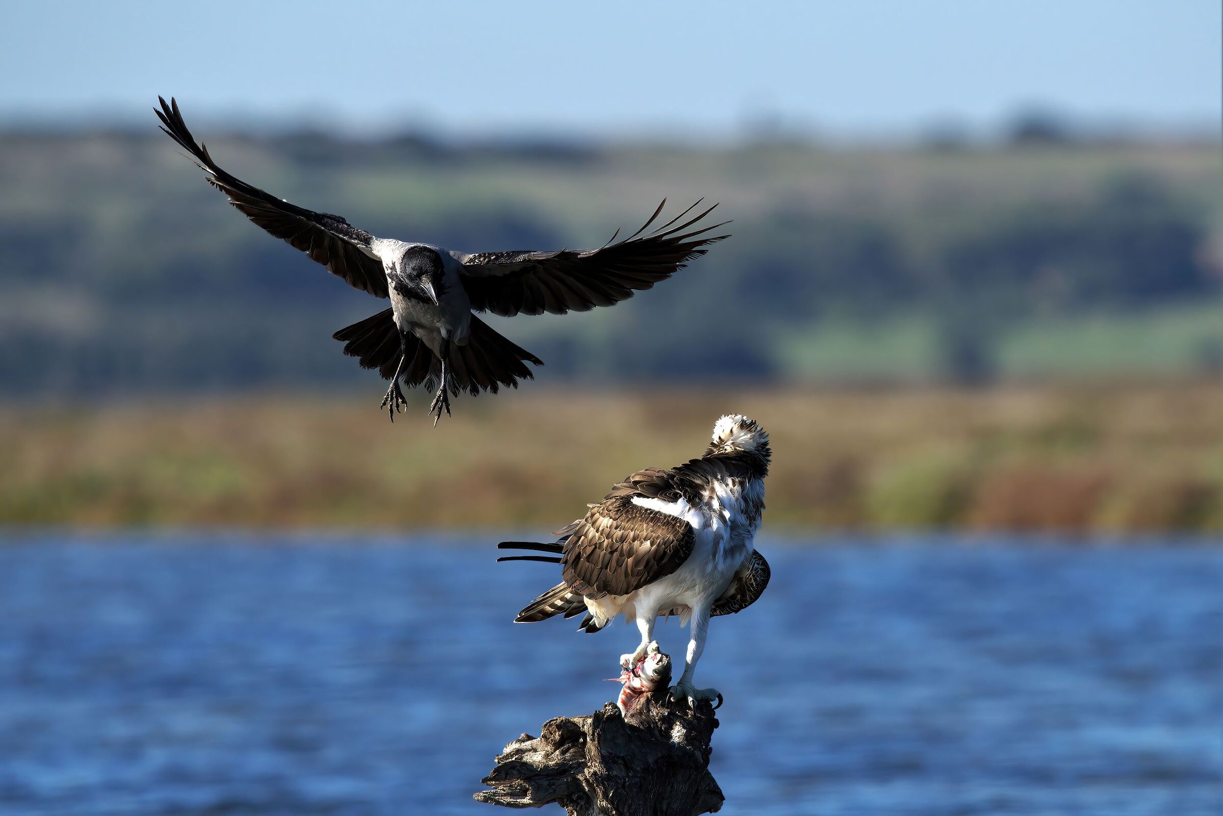 The crow's attack on the osprey