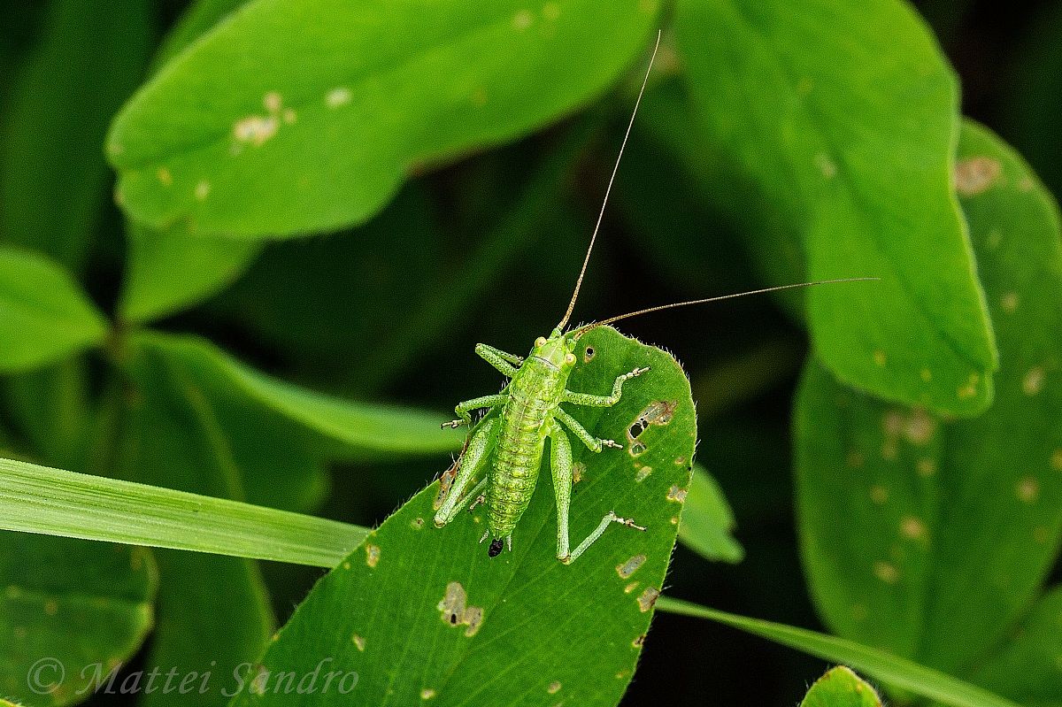 green cricket