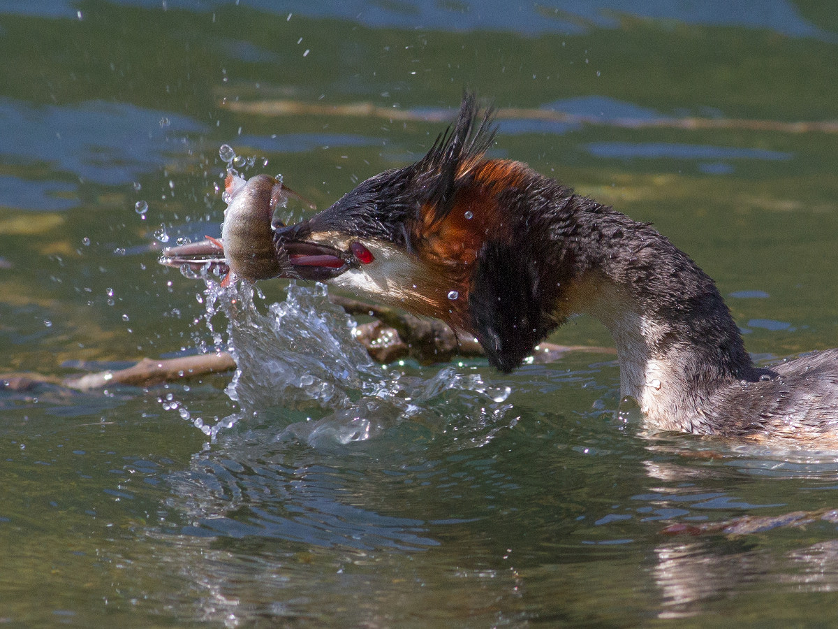 Grebe with prey