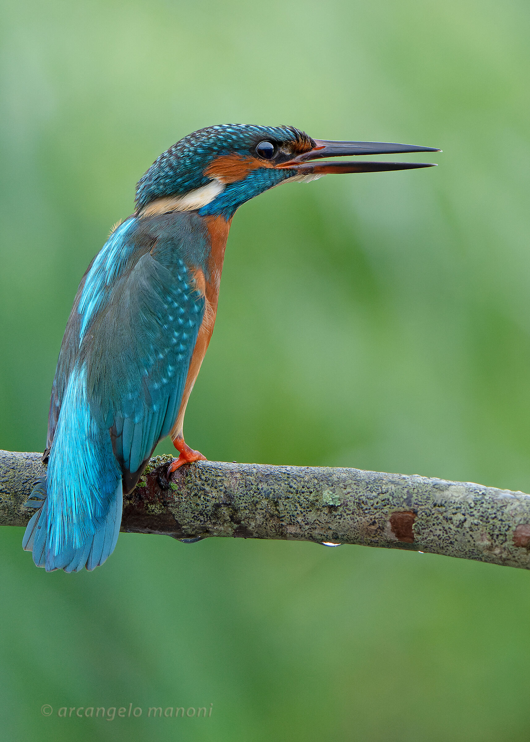 A boisterous martino