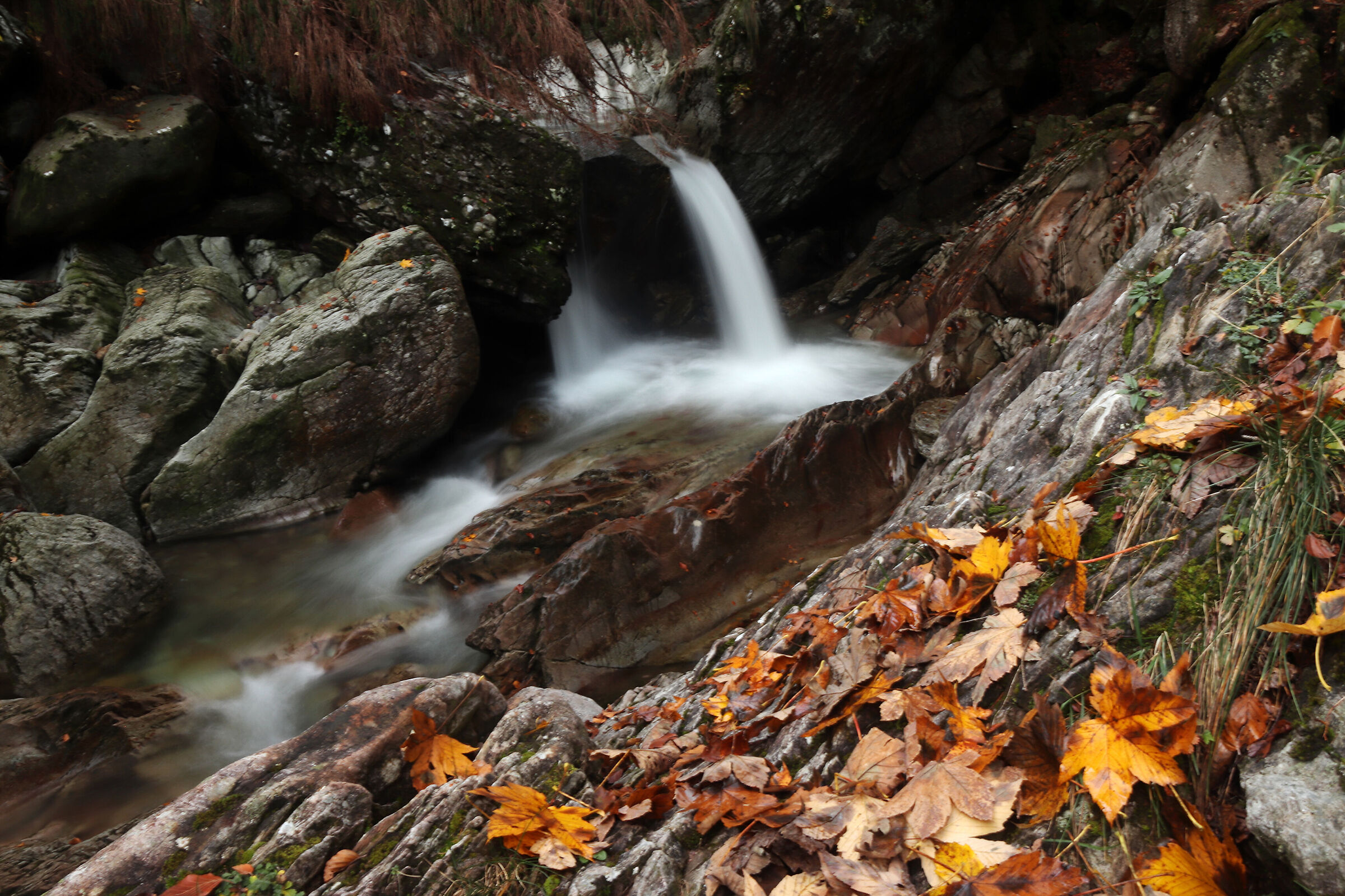 Valsanguigno -magic of autumn-