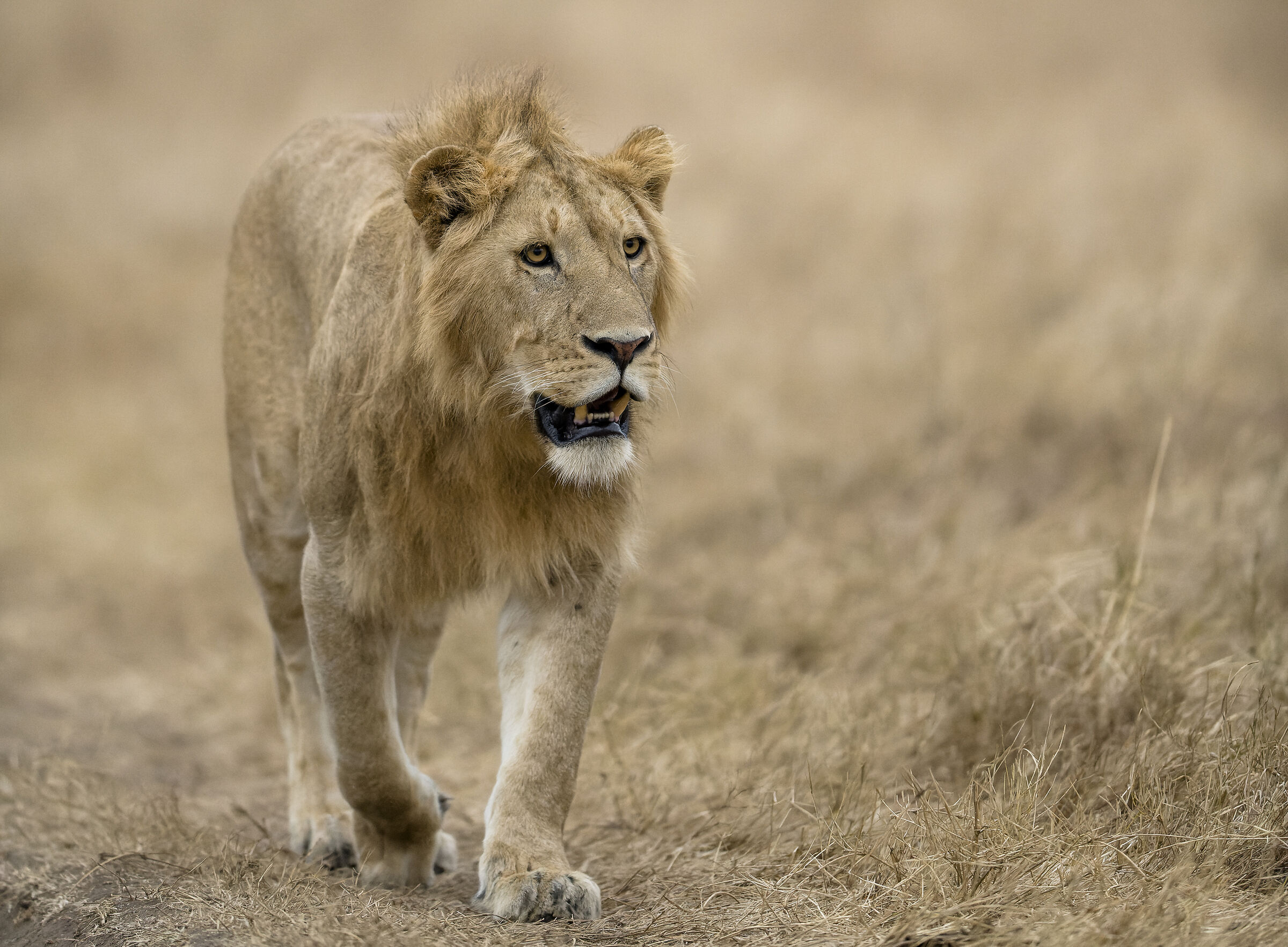 Lion, Ngorongoro.