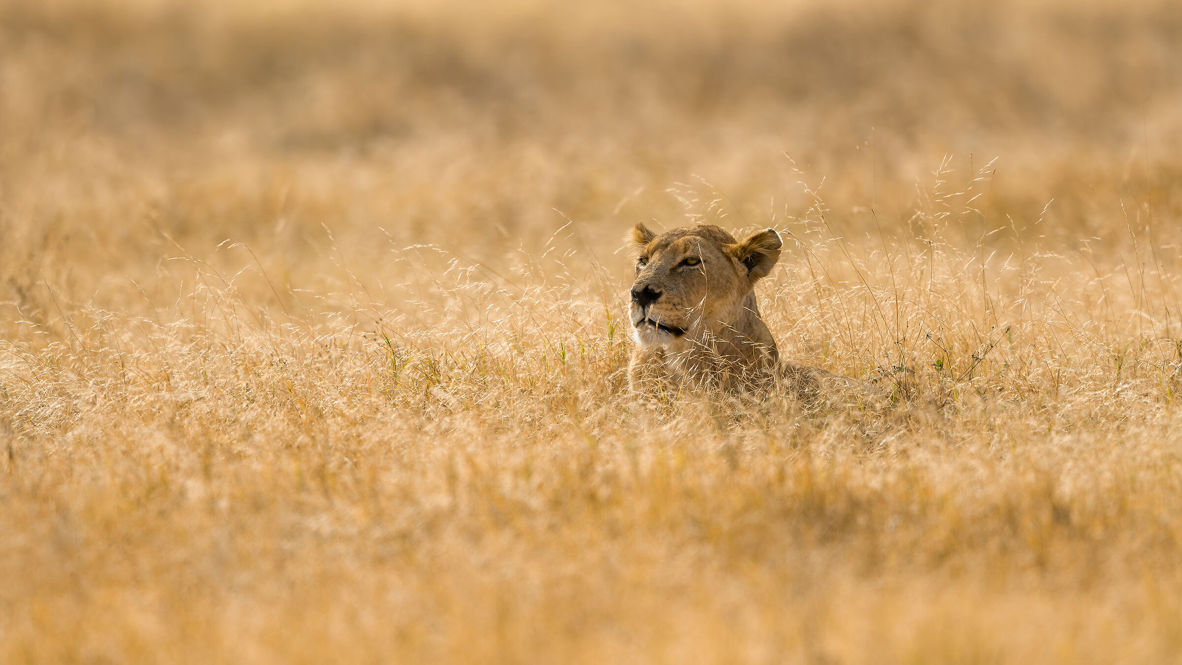 Lioness, Ngorongoro.