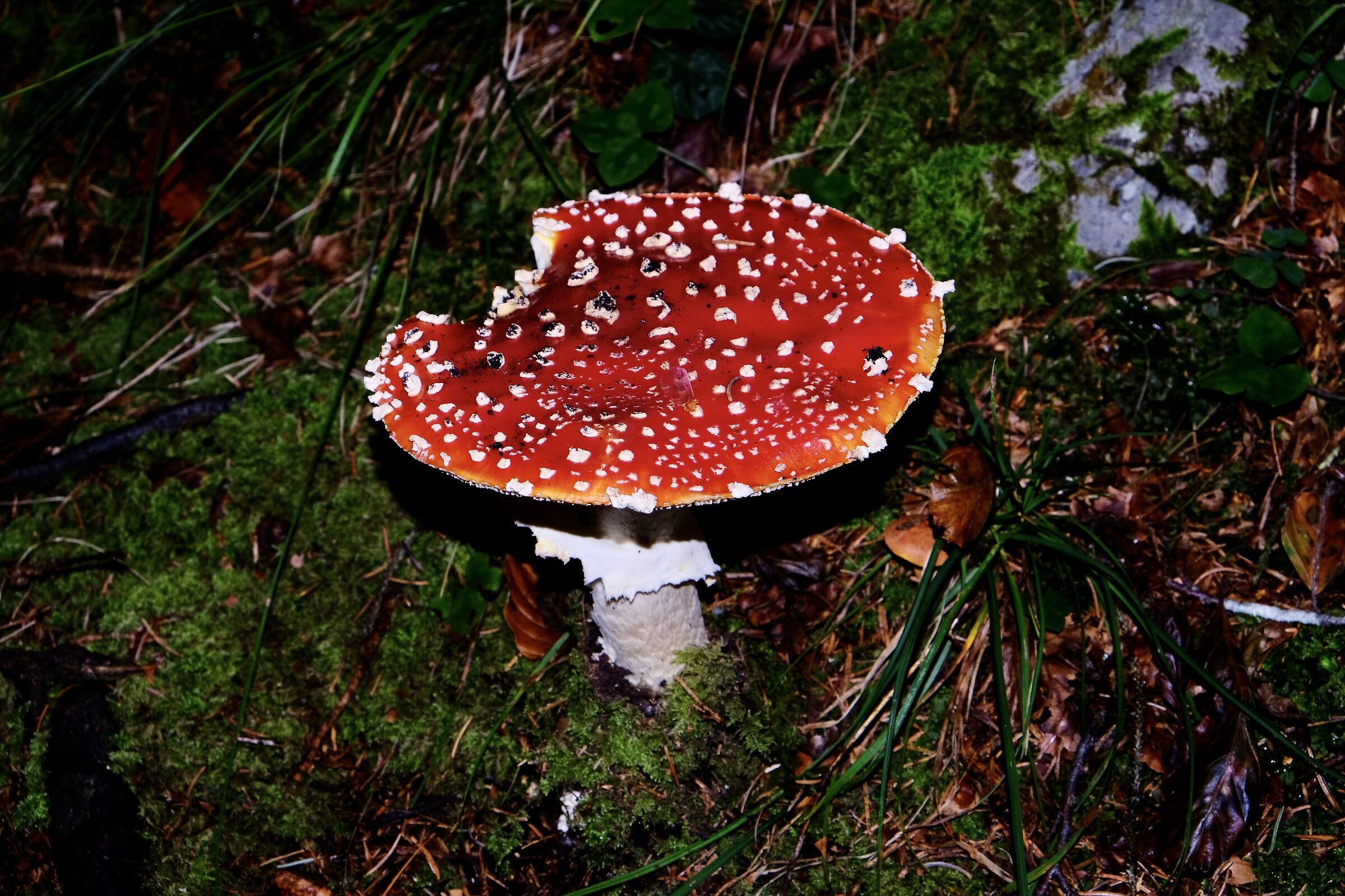 Amanita Muscaria 2