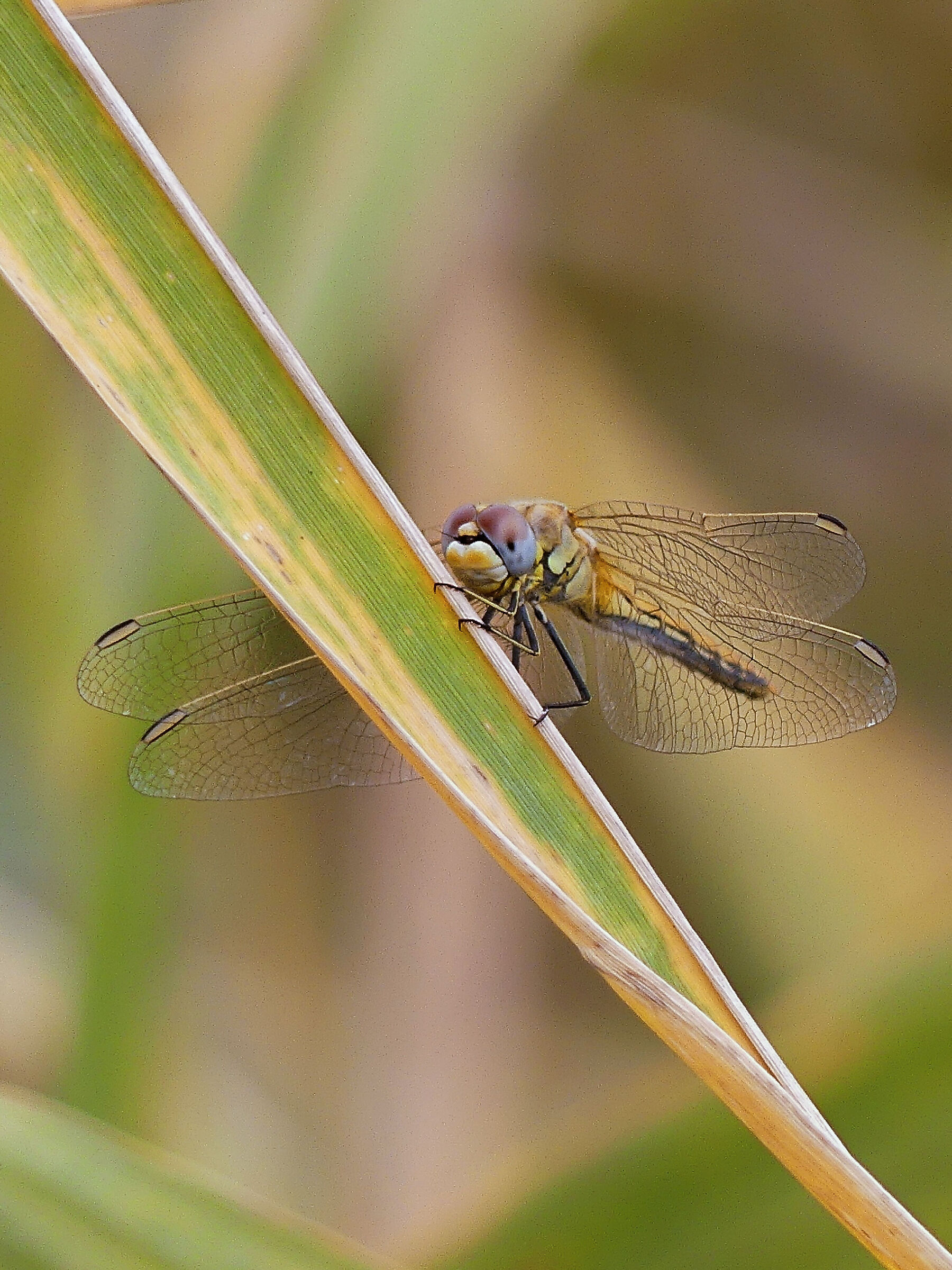 Sympetrum fonscolombii ( Cardinale venerosse)