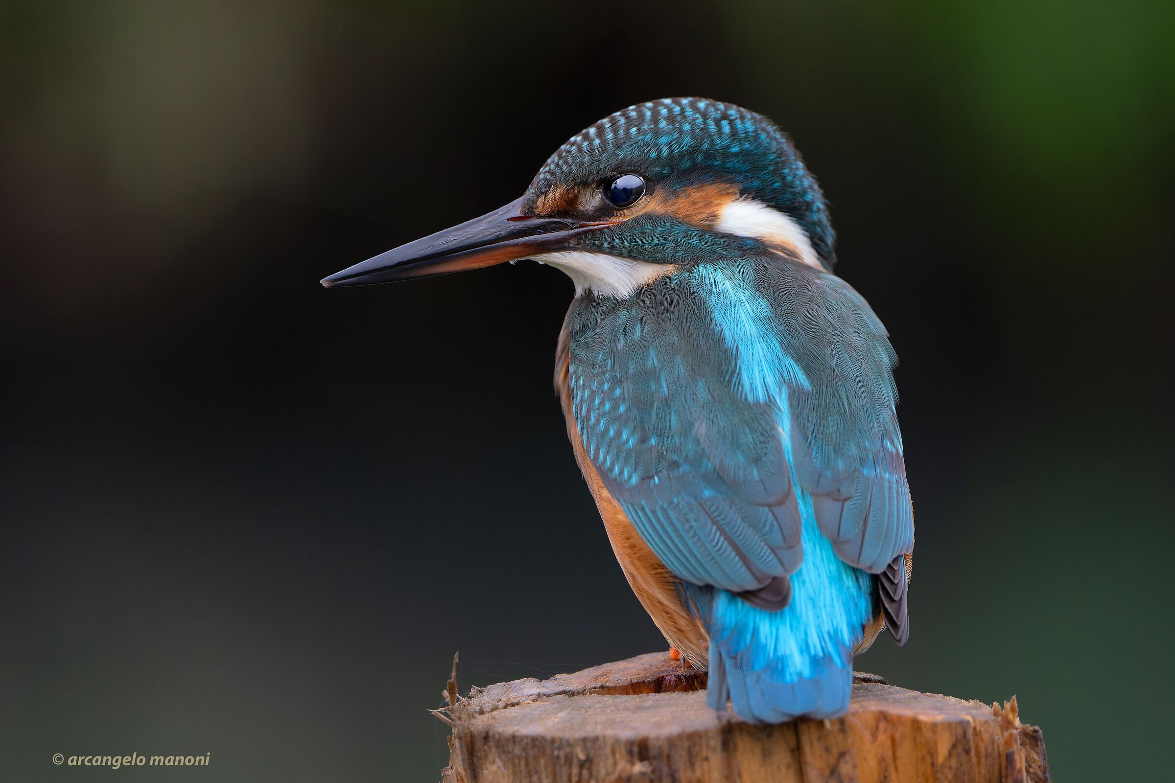 Posing for me on a perch planted in water