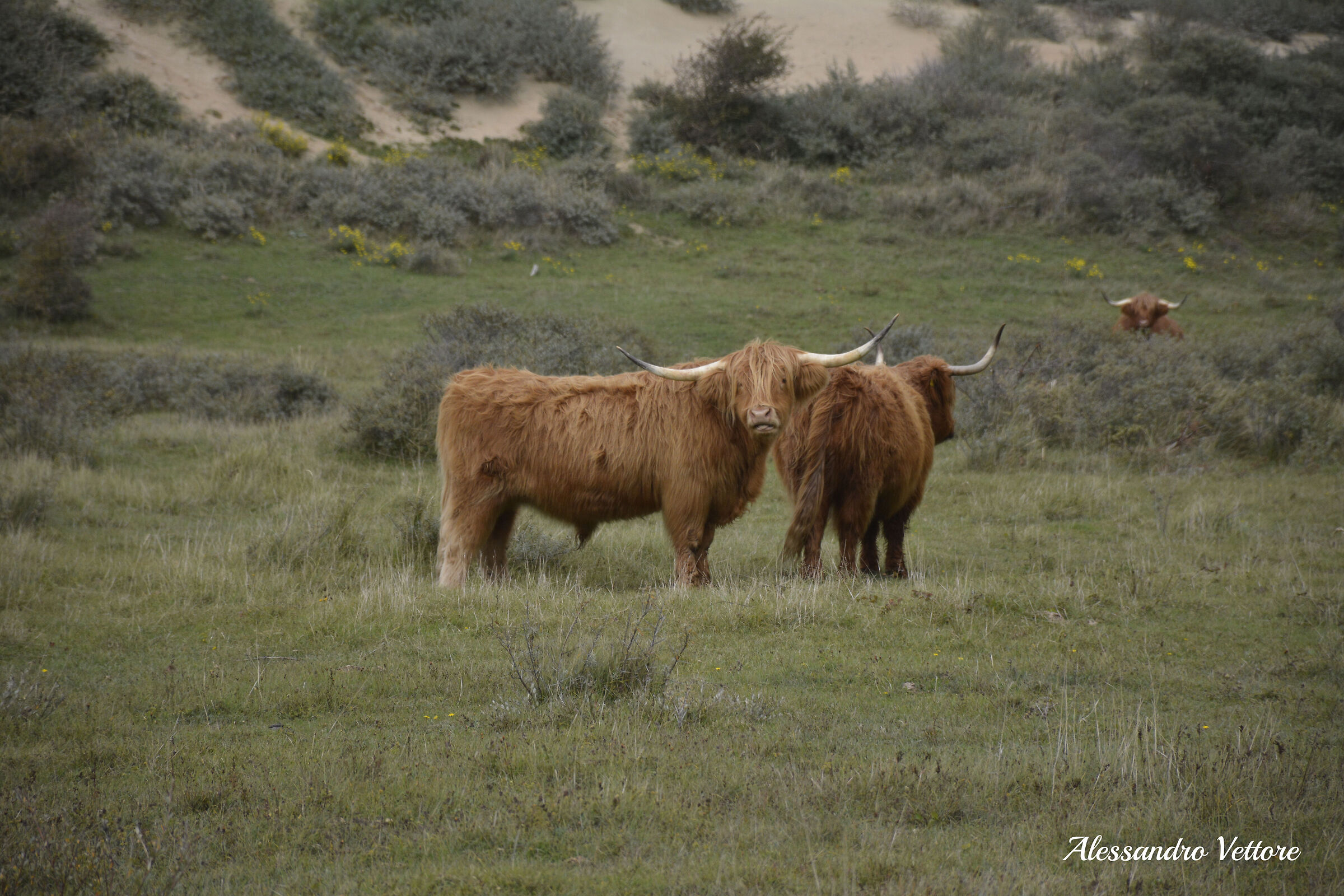 Scottish Highlanders