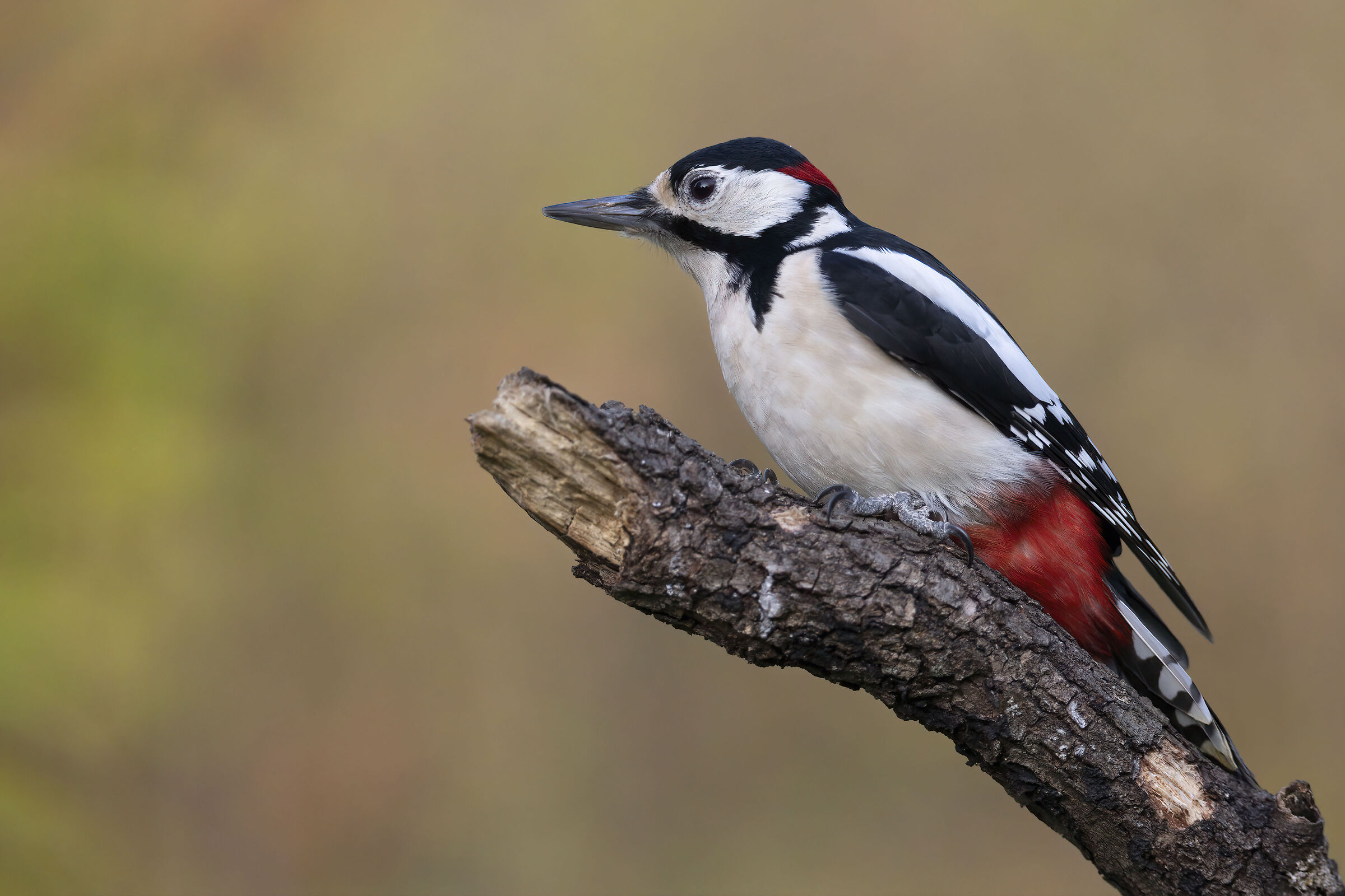 Picchio rosso maggiore