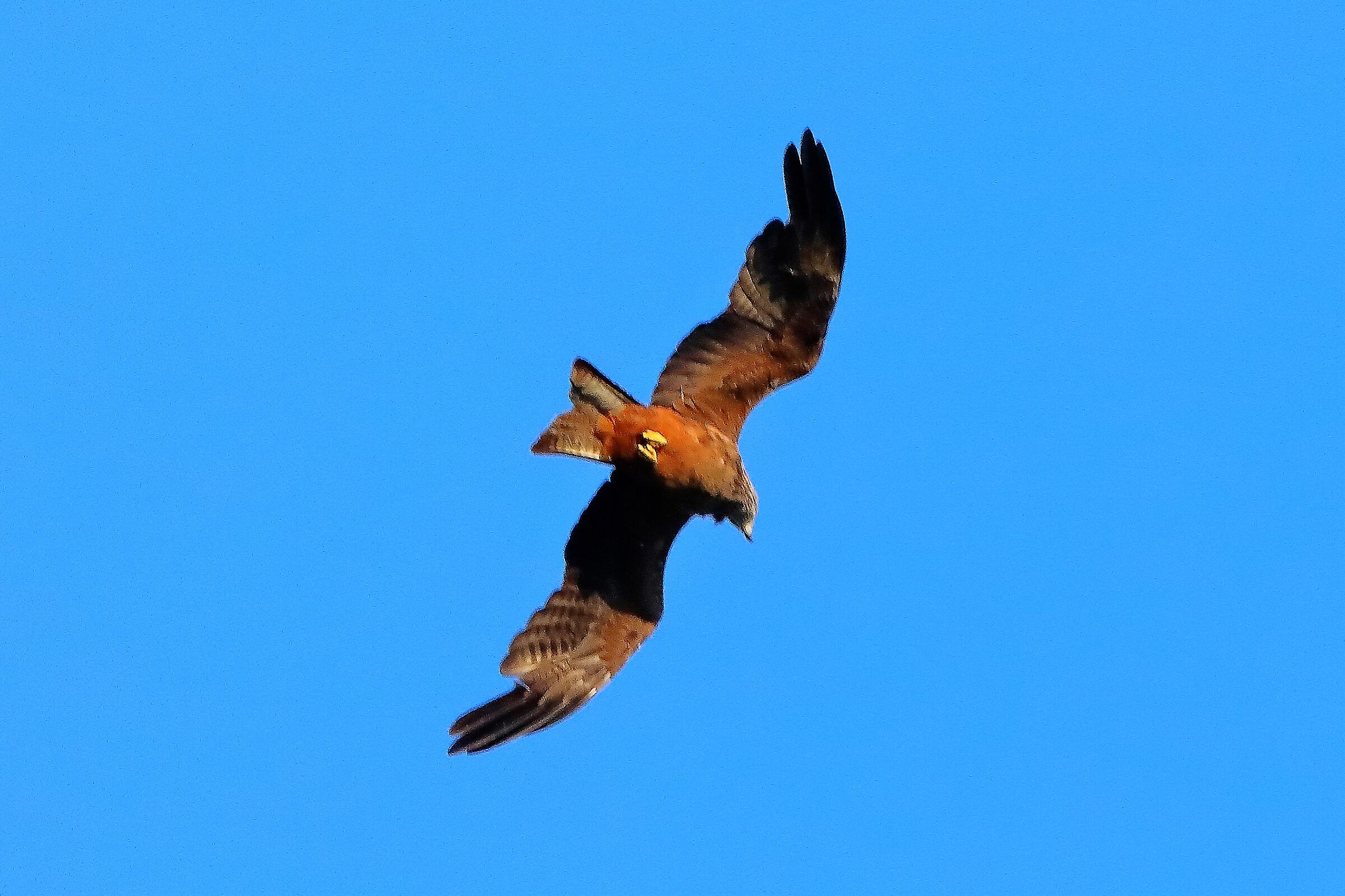 Nibbio bruno 02-08-2022