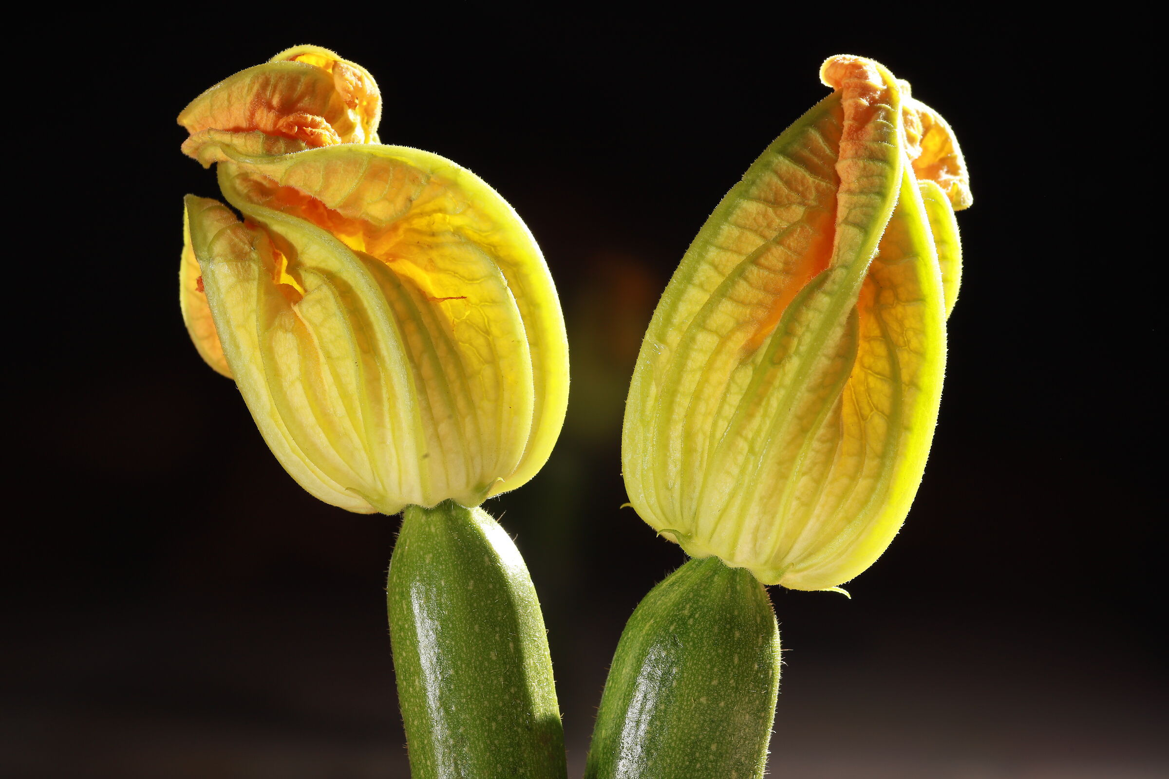 Zucchine