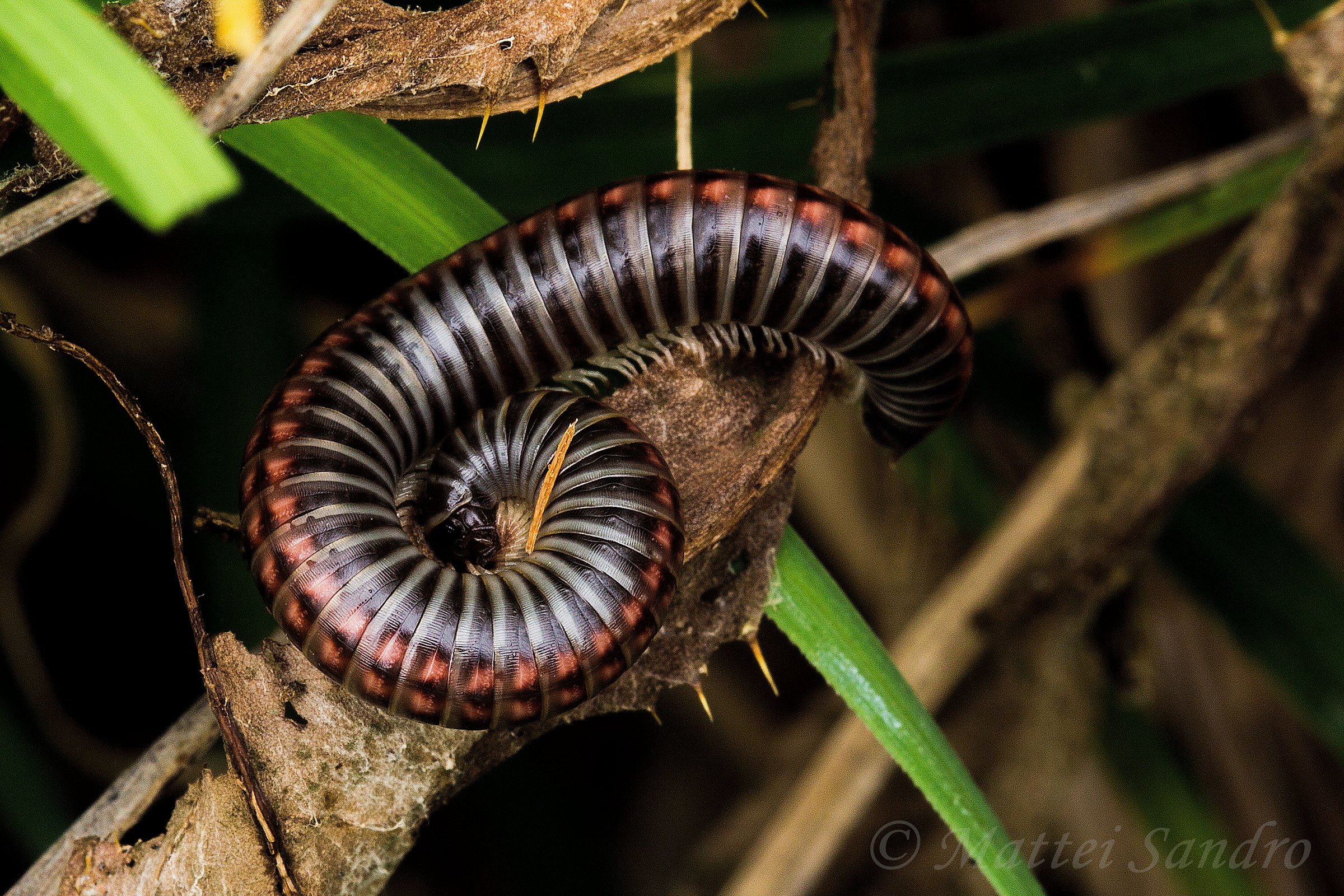 millipede