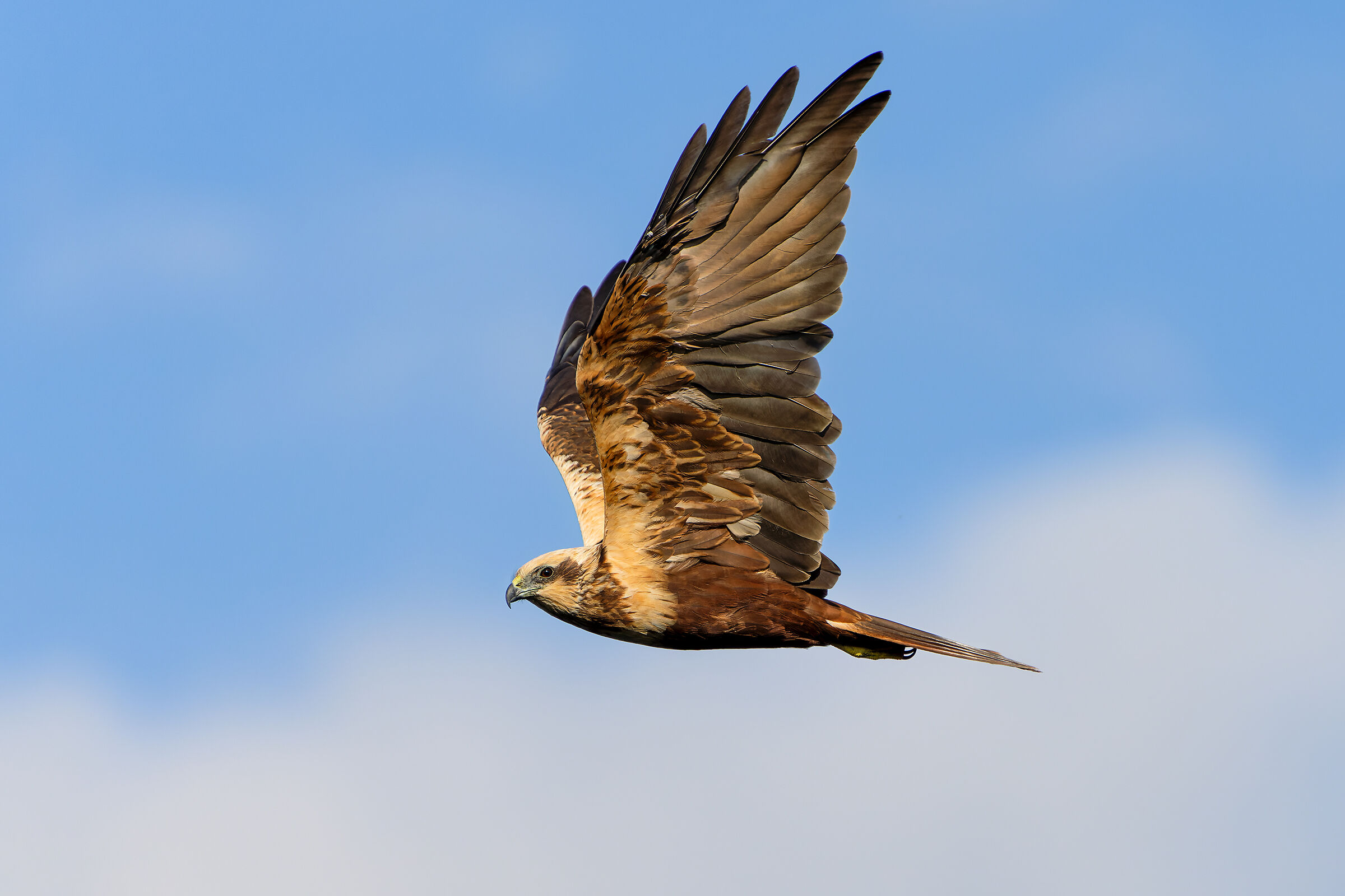 Marsh harrier