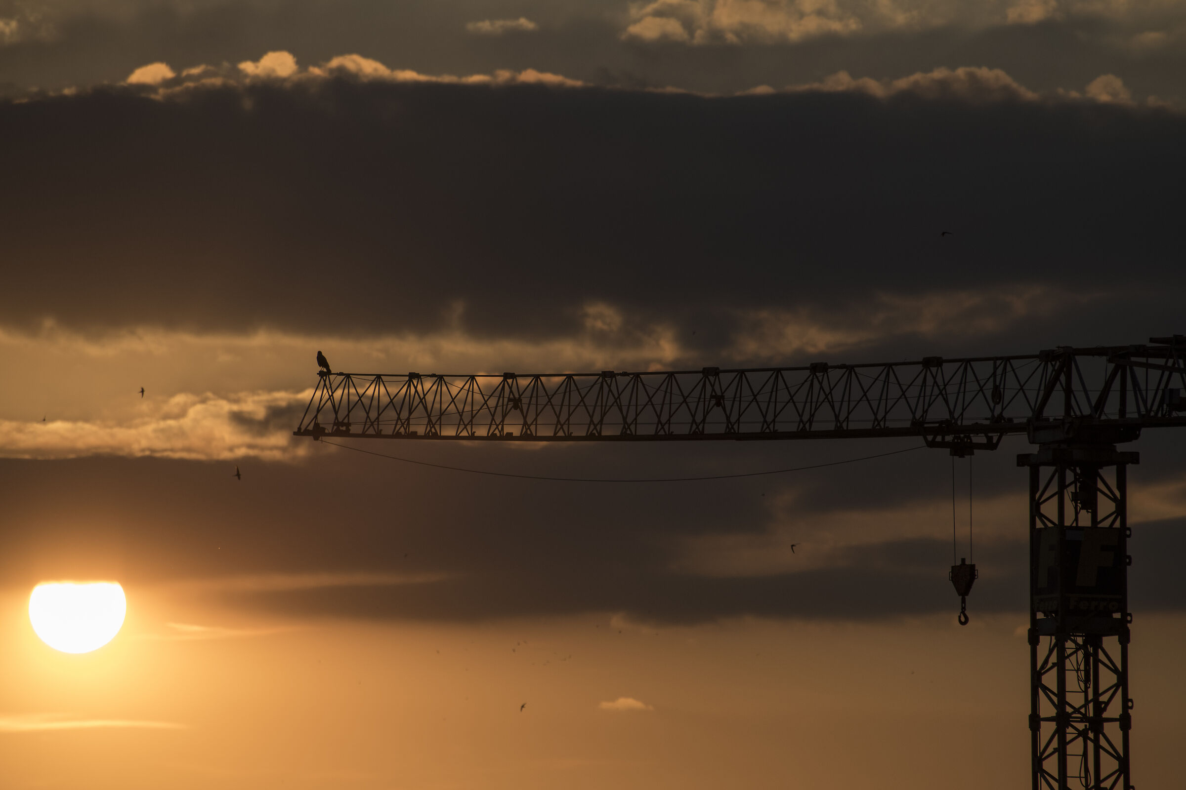 The crow, the swallows and the crane