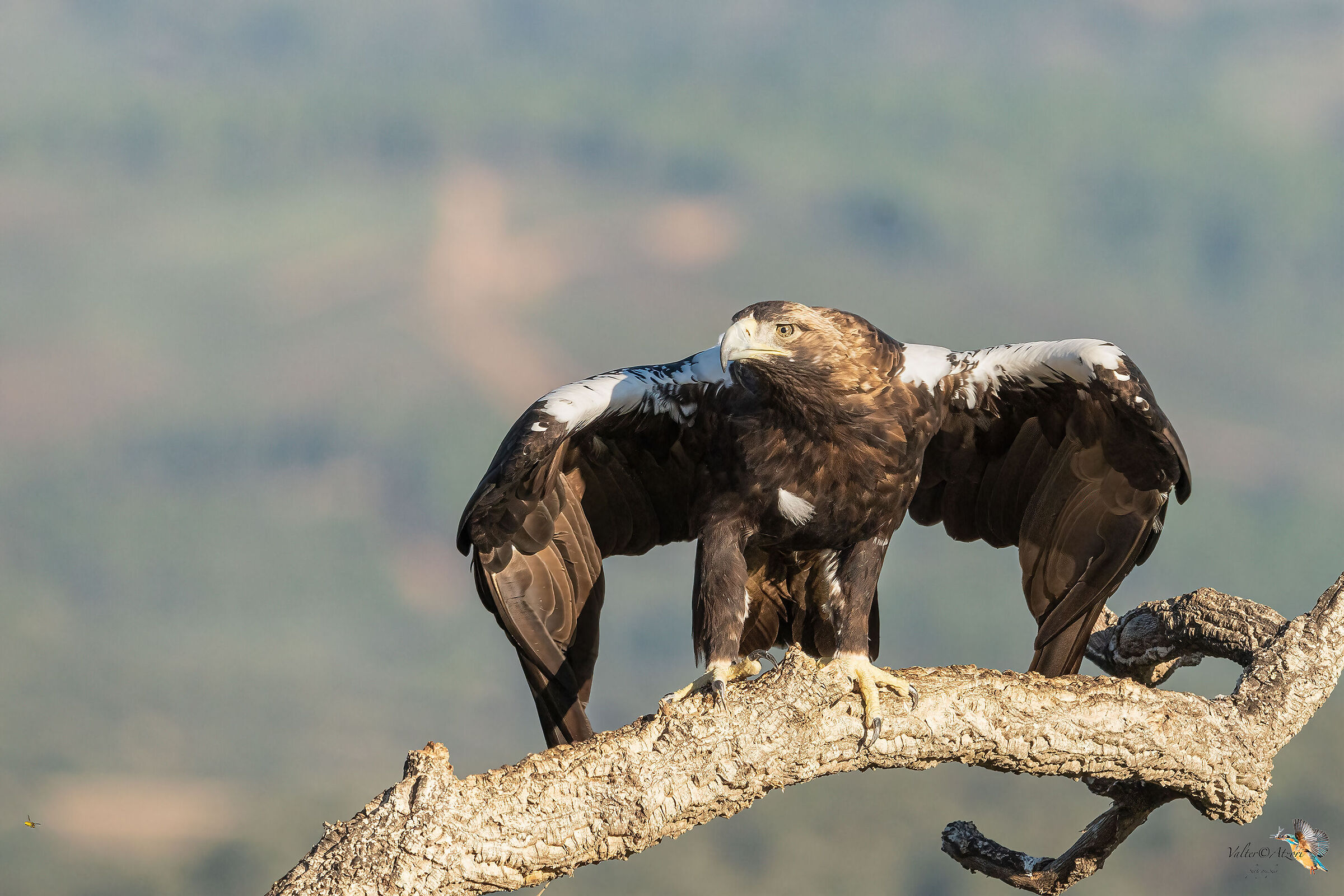Aquila Imperiale adulta