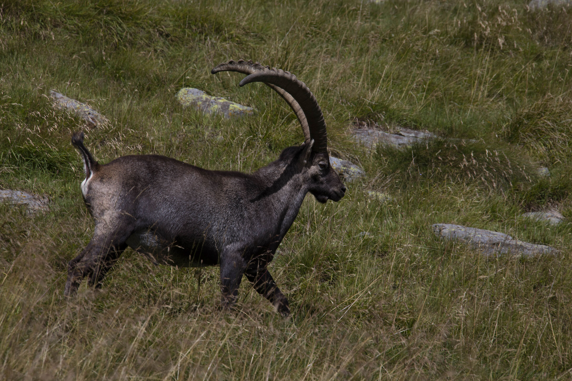 Ibex