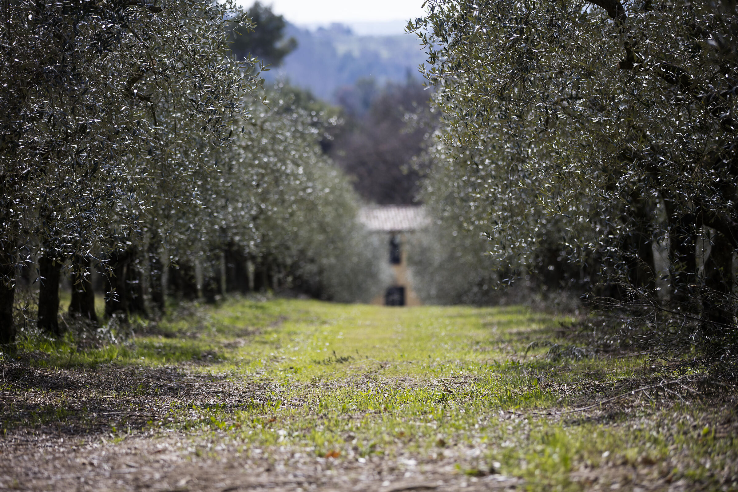 Cavedagna among the olive trees