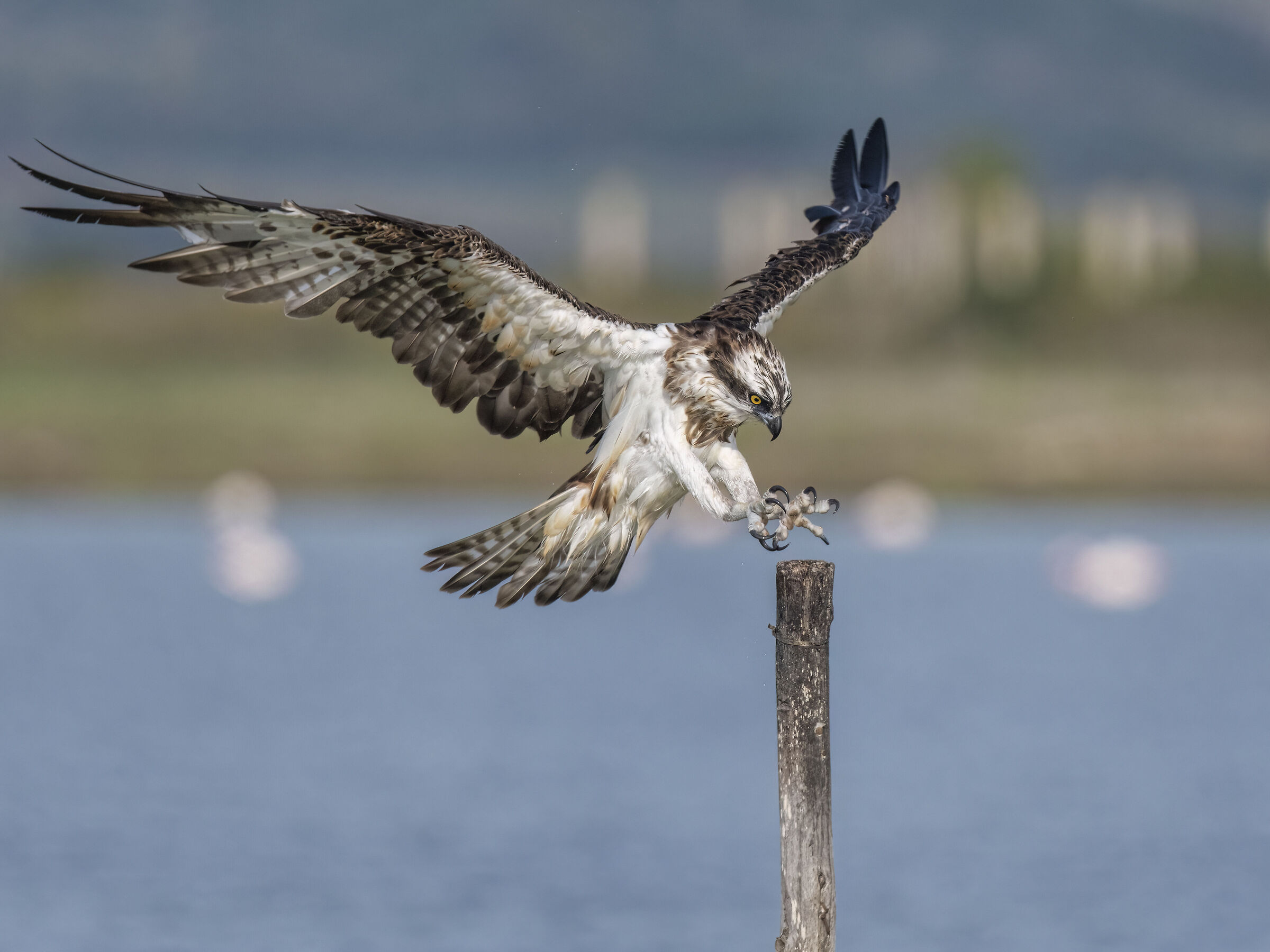 Arrival at the roost