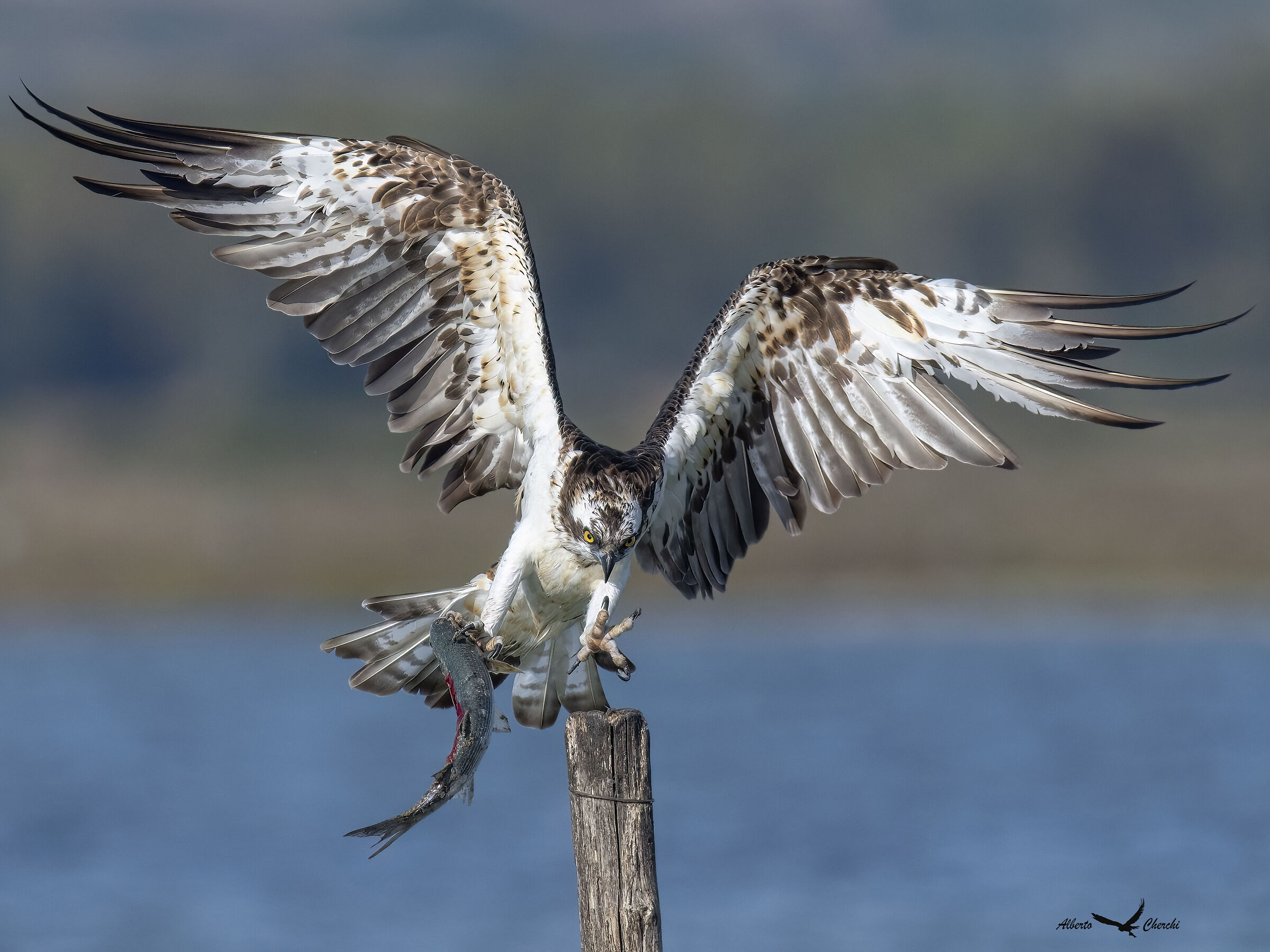 Arrival at the roost with prey
