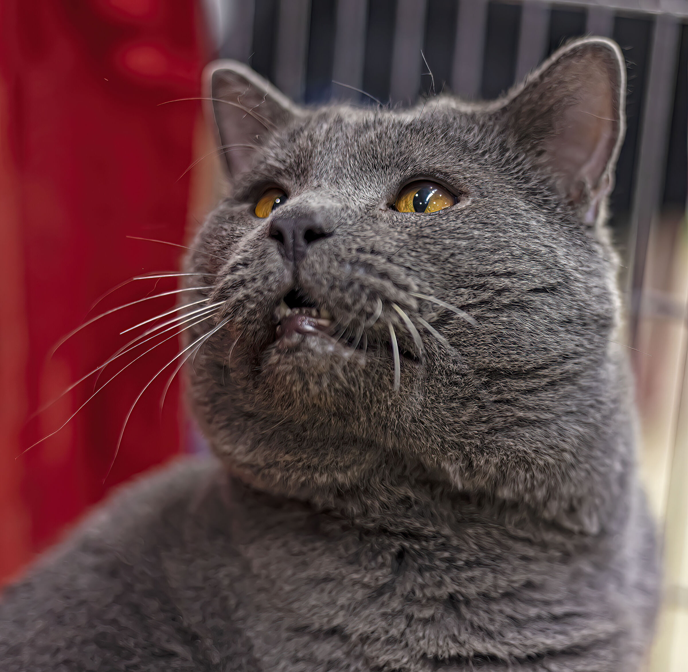 British Shortair Cat